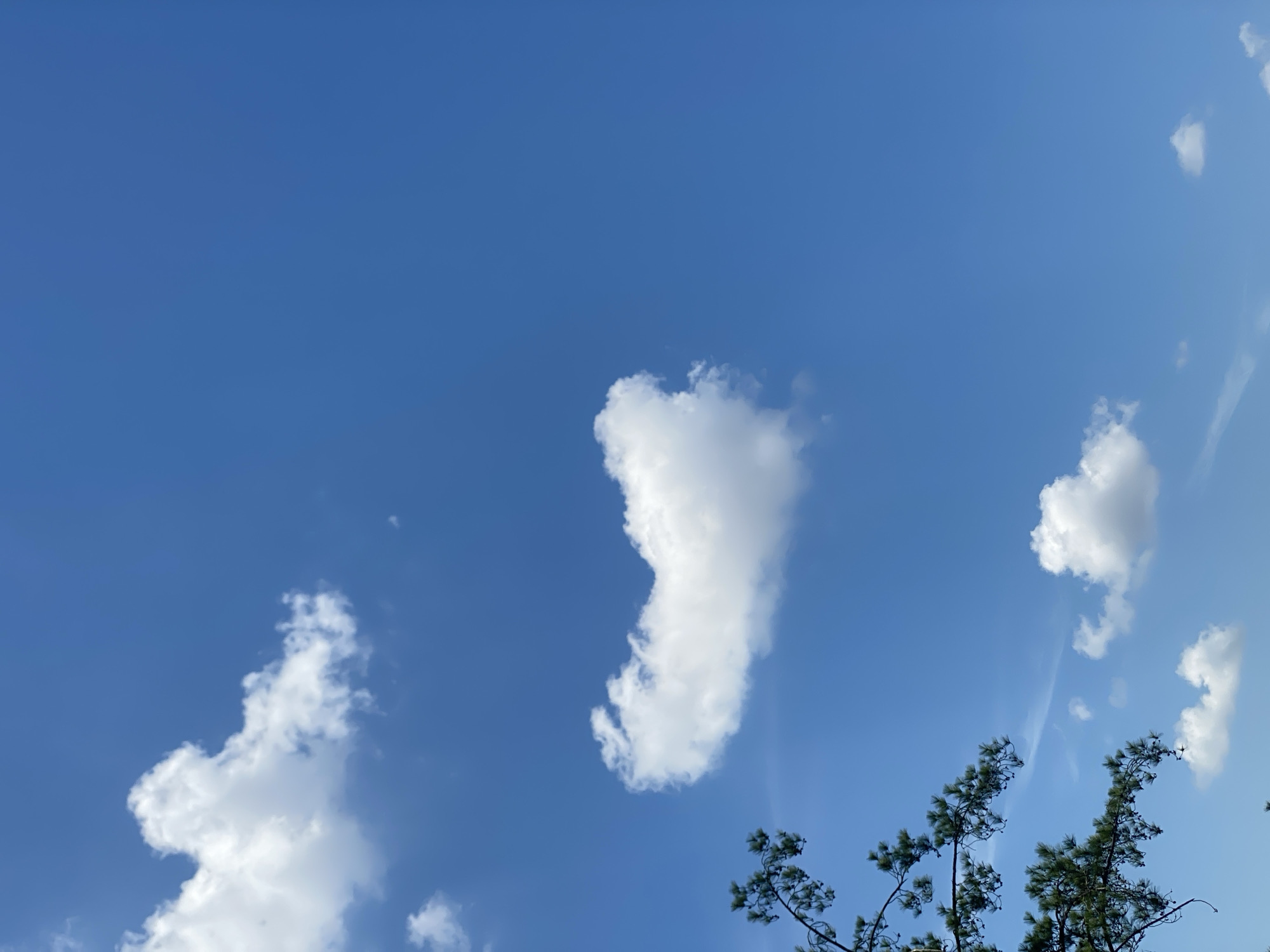 The image is a vertical, eye-level shot of a clear blue sky with several white clouds scattered across it. In the lower left quadrant, a section of pine tree branches with green needles extends into the frame from the left edge. One large, cumulus cloud is centrally located, slightly to the left, and appears somewhat heart-shaped. A few smaller clouds are visible in the upper left and lower right areas of the sky. The overall scene depicts a bright, sunny day. The location is identified as Banjarbaru, Indonesia.