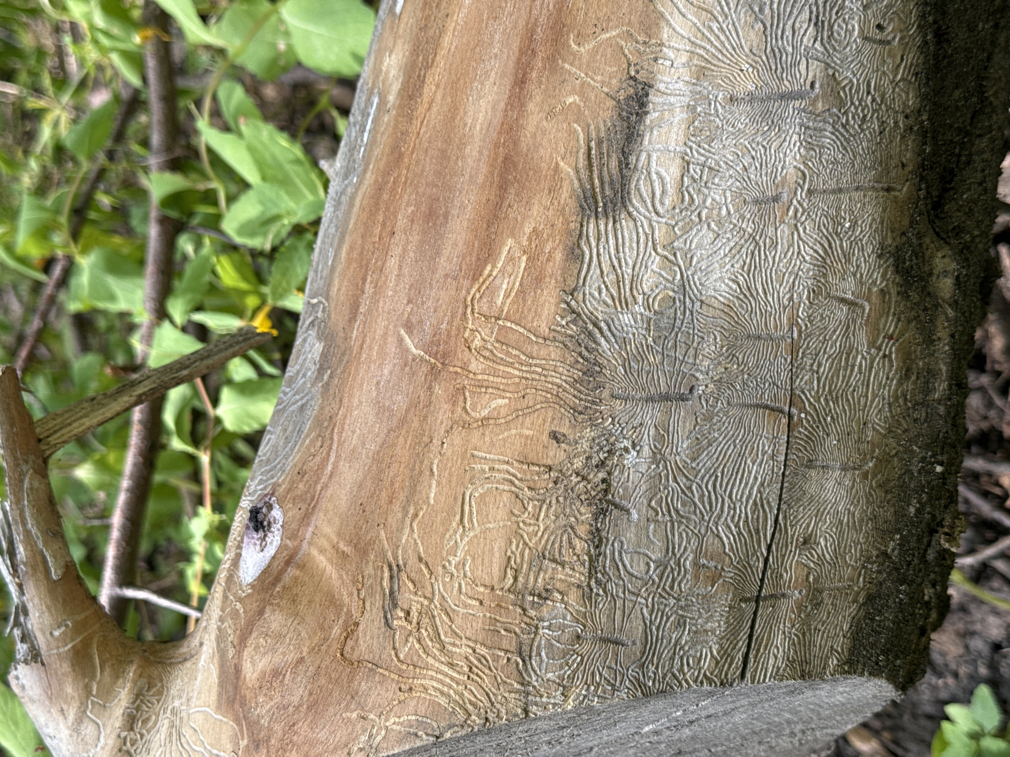 The image shows a close-up view of a fallen tree trunk in an outdoor setting, likely in Sofia, Bulgaria. The trunk has intricate patterns etched into its surface, which appear to be the galleries created by bark beetles. These patterns are a mix of winding, serpentine lines and more organized, feathery designs, appearing as lighter-colored tracings against the wood.
The wood itself is a warm, reddish-brown in color, with visible grain. The bark on the right side of the trunk is darker and rougher, contrasting with the smoother, lighter inner wood exposed by the beetle activity. In the background, out of focus, are green leaves and branches, suggesting a wooded or natural environment. A small, sharp twig juts out from the left side of the trunk, and a small area of white resin, with a dark speck within it, is visible on the trunk's surface near this twig. A gray, weathered piece of wood or debris lies in the foreground, partially obscuring the base of the trunk. The lighting suggests it is daytime, possibly with dappled sunlight filtering through the leaves. There is no visible text in the image. The overall impression is one of nature's intricate processes at work, showcasing the impact of insect life on decaying wood.