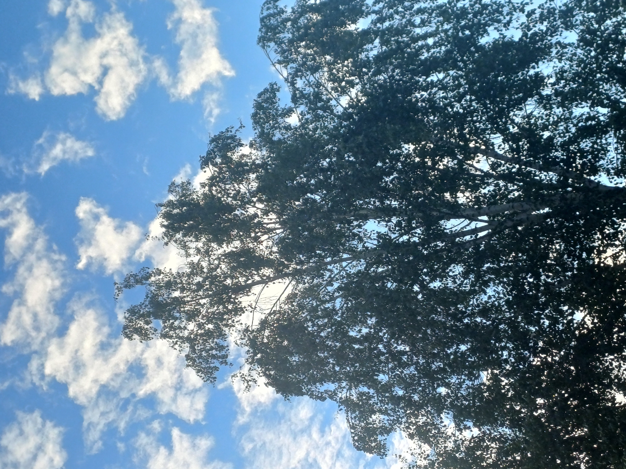 The image shows a view looking up at a tree against a bright blue sky dotted with white, puffy clouds. The leaves of the tree are dense and dark green, with some sunlight filtering through them, creating a dappled effect. The branches of the tree are visible in silhouette, crisscrossing against the sky. The scene suggests a bright, possibly sunny day, with fair weather indicated by the scattered clouds. The perspective is from below the tree, looking upwards, implying the viewer is standing beneath it. The overall mood is peaceful and natural, characteristic of an outdoor setting. There is no visible text in the image. The location context is Novosibirsk, Russia.