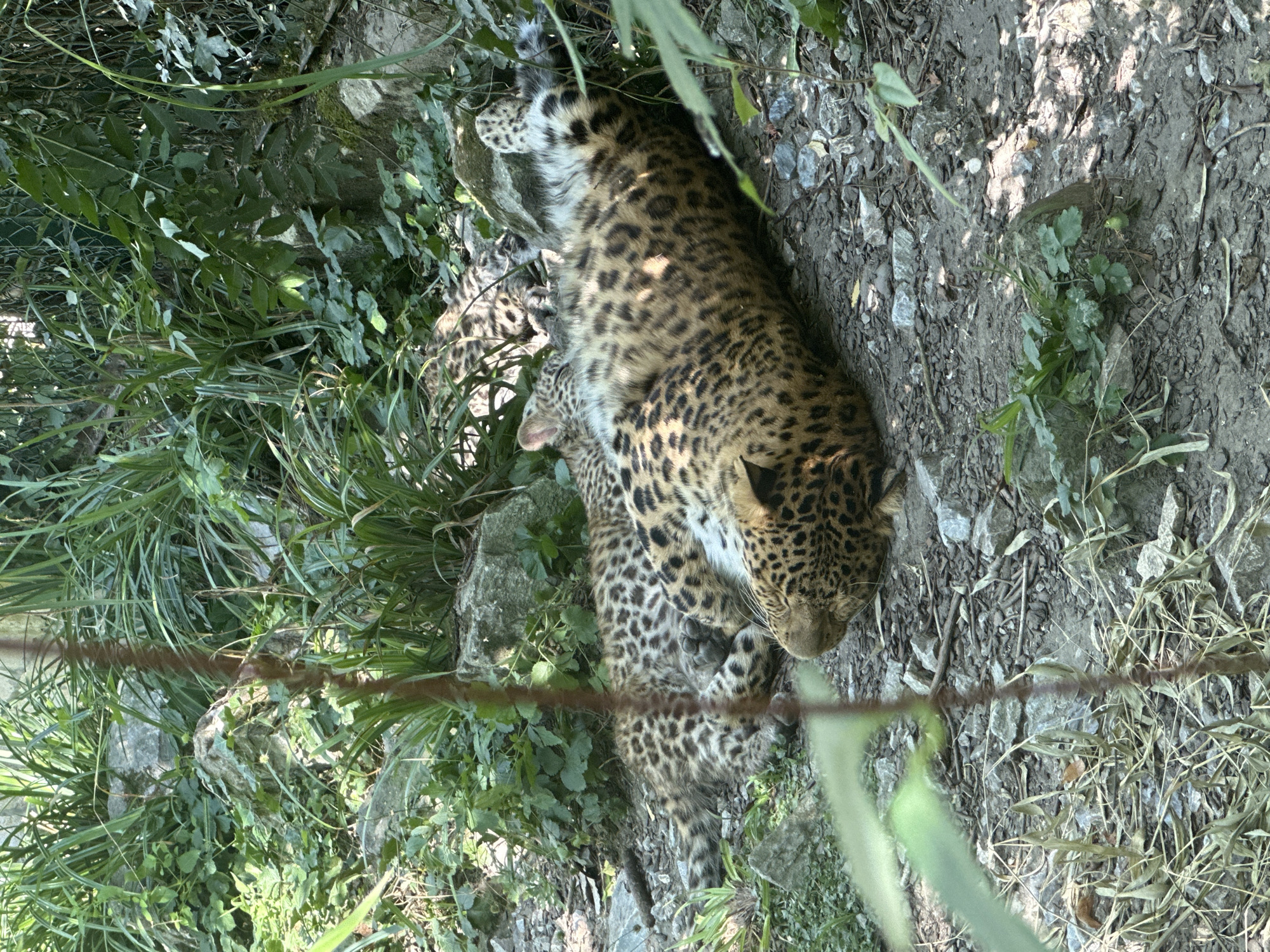 Two leopards are resting on the ground, surrounded by lush green foliage and rocks. One leopard is lying on its back, exposing its spotted belly, while the other is curled up beside it. The scene appears to be in an outdoor enclosure, possibly at a zoo. There is no information to suggest this location is in the City of Zagreb, Croatia.