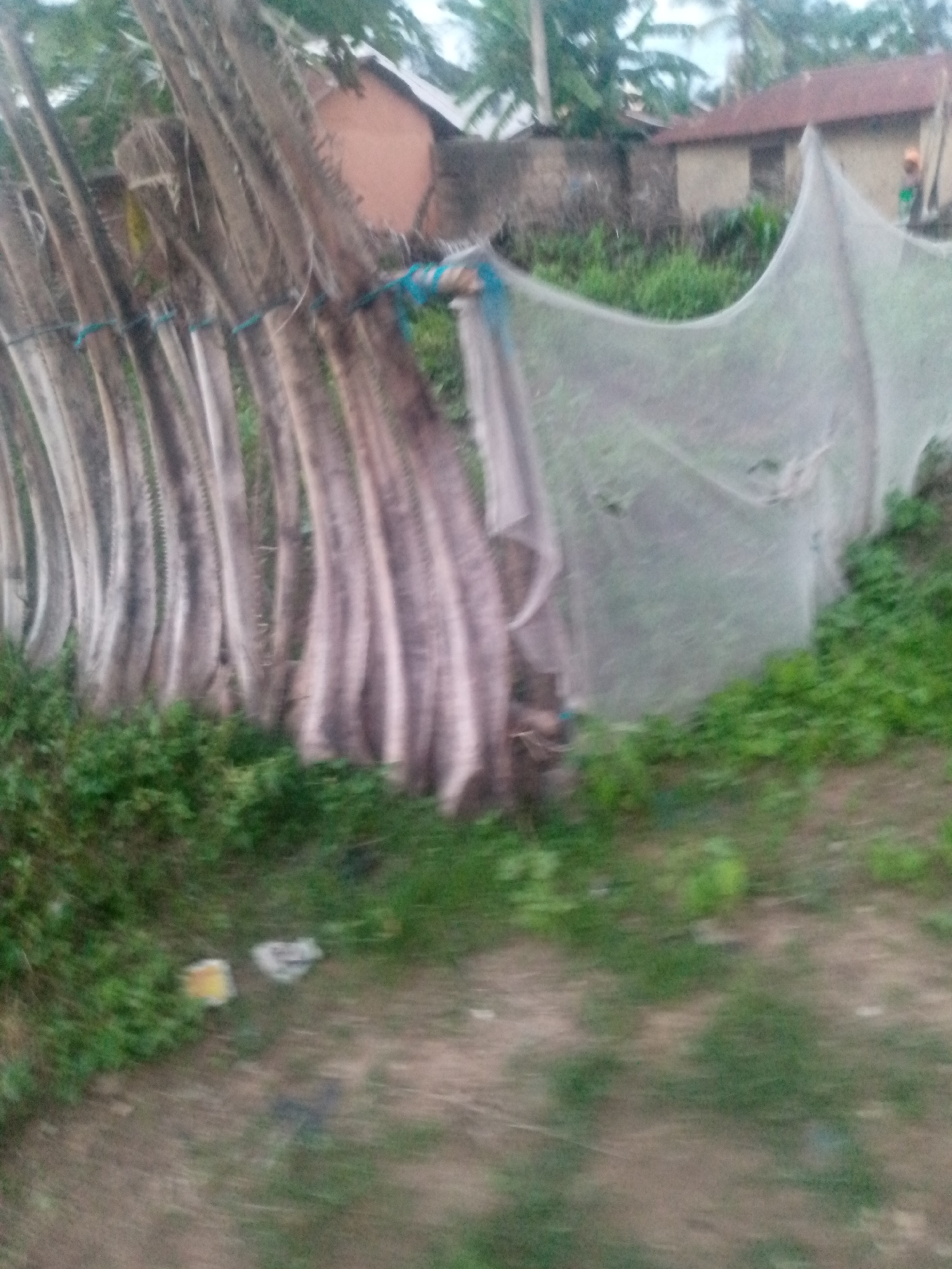 The image depicts an outdoor scene with a focus on what appear to be dried palm fronds or similar plant material arranged vertically and secured by blue ties to a horizontal rope. Behind this, a large section of translucent netting is visible, draped over some unseen structure or vegetation. In the background, there are buildings with red-tiled roofs and walls of earth or mud construction, indicative of a rural or semi-urban setting, potentially in the city of Serti, Nigeria. Green vegetation, including grass and trees, is present throughout the scene. A person, partially visible on the right side of the image, is wearing an orange shirt. The overall impression is one of an agricultural or outdoor storage area, possibly related to drying or protection from pests.