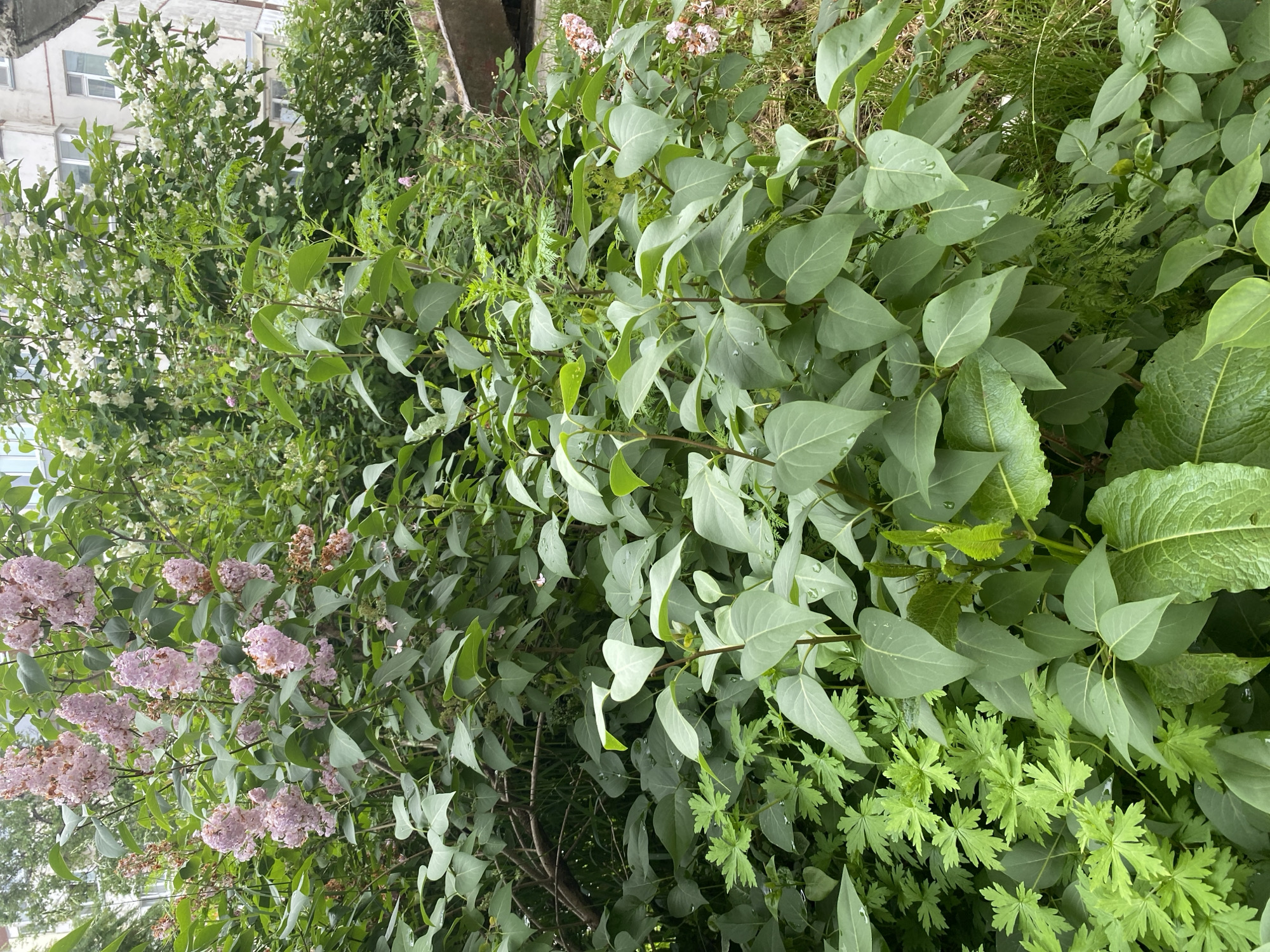 The image captures a lush green bush with pink blossoms, likely lilacs, growing in an urban environment. The foliage is dense and varied, with large, heart-shaped leaves dominating the foreground, interspersed with smaller, more delicate green leaves. Some leaves show water droplets, suggesting recent rain or dew. In the background, a building with white walls and multiple windows can be seen, indicating an urban setting. The overall impression is one of natural growth in a built-up area. There are no people or animals visible in the image. The scene is consistent with a garden or a patch of greenery in Yuzhno-Sakhalinsk, Russia, possibly near residential buildings.