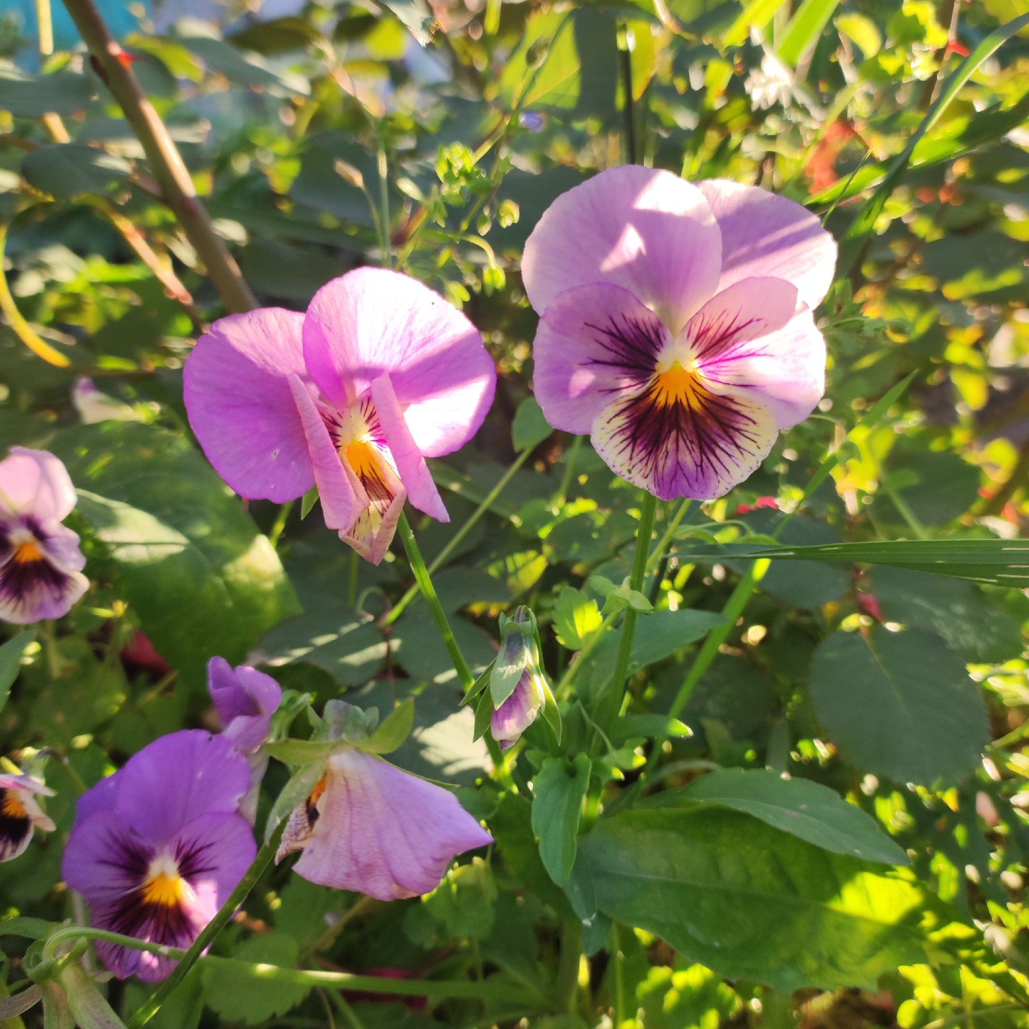 In a close-up, outdoor shot bathed in sunlight, several pansy flowers in varying shades of purple and pink are the central subjects. Two prominent flowers, one to the left and one to the right of center, display intricate dark purple markings radiating from a bright yellow center. The flower on the left is angled downwards, while the one on the right is more upright. Other smaller, less defined pansies are visible throughout the frame, including one in the bottom left corner and a bud in the lower center. The flowers are surrounded by lush green foliage and stems, with dappled sunlight creating bright highlights and shadows. The background is a blur of green and yellow, indicating a garden or natural setting. The image appears to be a still life focused on the beauty of these blooming flowers.