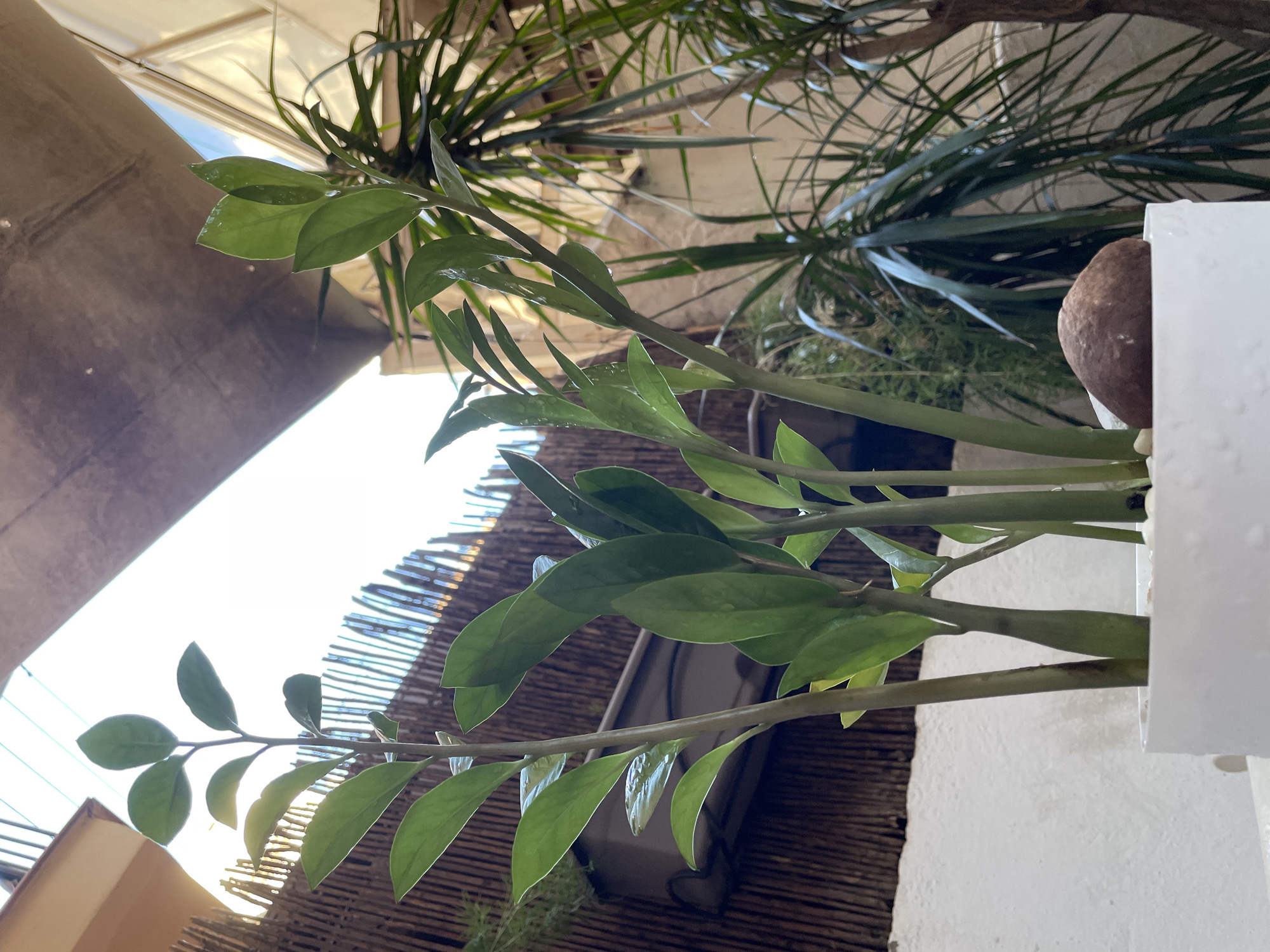 An outdoor shot, taken at ground level, shows a ZZ plant in a white pot. The plant's leaves are a glossy green, and water droplets are visible on them. The pot contains several small white stones and one larger, smooth brown stone. Behind the ZZ plant, a bamboo fence is visible, and beyond that, some sort of awning or roofing structure casts a shadow. To the right, another plant with long, thin, green leaves is partially visible. The image is lit by natural light, suggesting it was taken during the day. The scene appears to be in a residential outdoor space, possibly a balcony or patio, in a Mediterranean climate like Barcelona, Spain. There are no people or animals present.