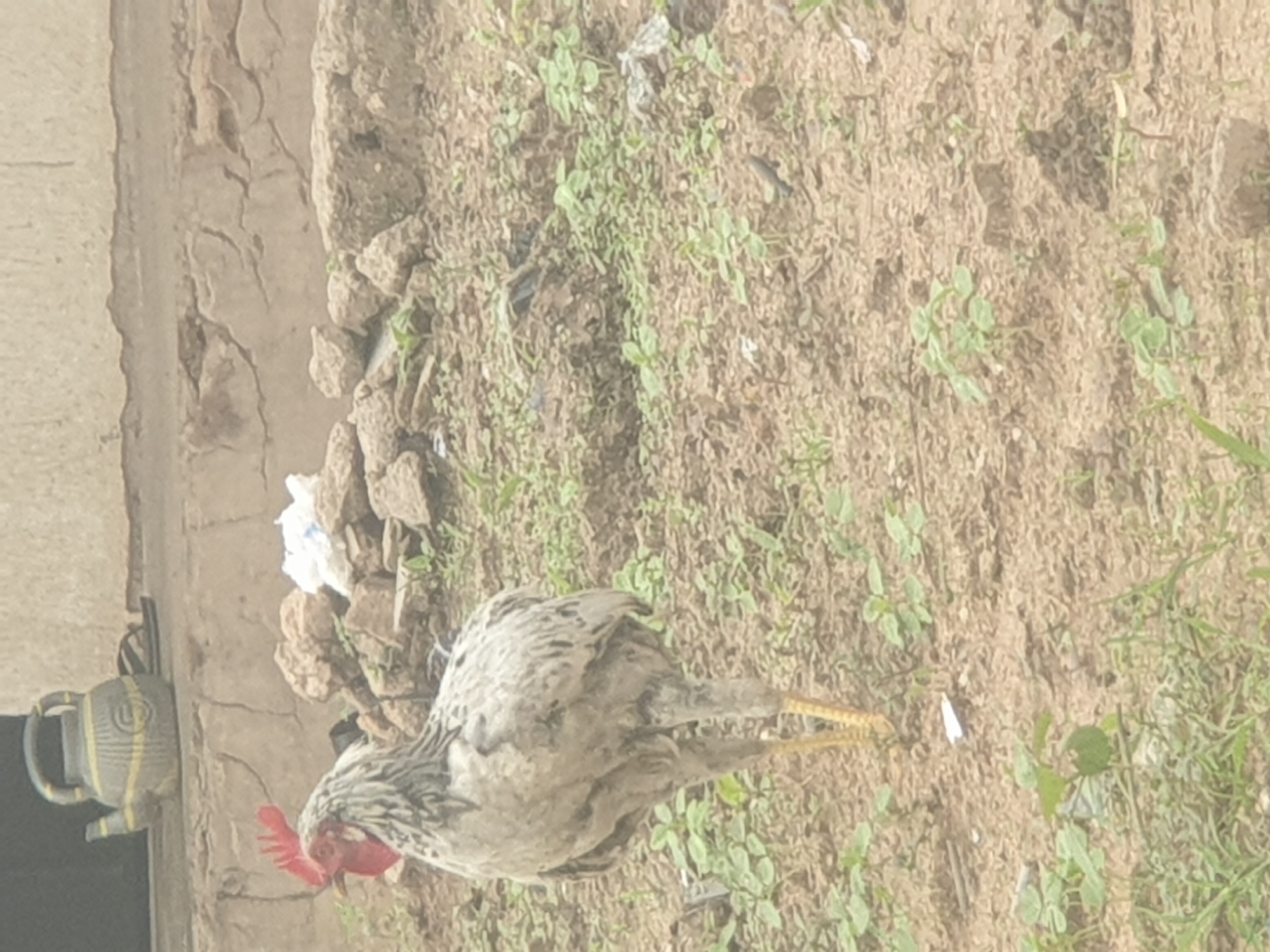 A lone chicken stands in a dusty, outdoor area with sparse vegetation. The chicken is predominantly grey and white with a red comb and wattle. Its legs are yellow. In the background, a cracked, concrete wall rises above a pile of rocks and some discarded white material. To the left of the chicken and further in the background, a decorative teapot and a pair of flip-flops are visible. The ground is dry and sandy, with small green plants sprouting through it.