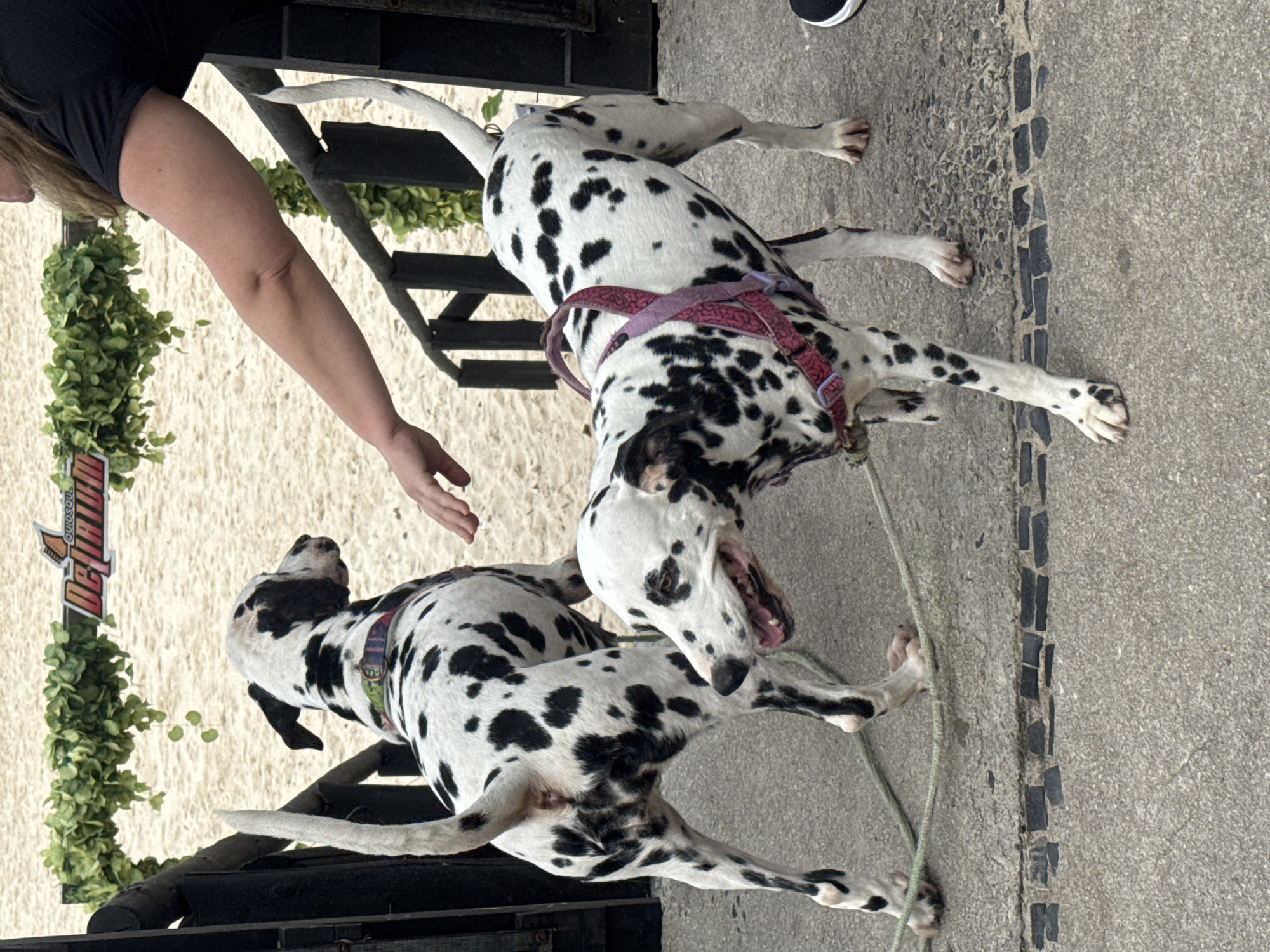 Two Dalmatians are on a concrete surface with a sandy background. The dog in the foreground is facing left, with its mouth open and tongue slightly visible. It is wearing a pink harness. The dog in the background is facing away from the camera, to the left. A person's arm and hand are reaching down towards the dogs from the right side of the frame. Green foliage is visible overhead, with a sign that says "Deusou" in the background. The scene appears to be outdoors, possibly at an event or competition. The image does not provide enough information to determine its specific location within the city of Niterói, Brazil.