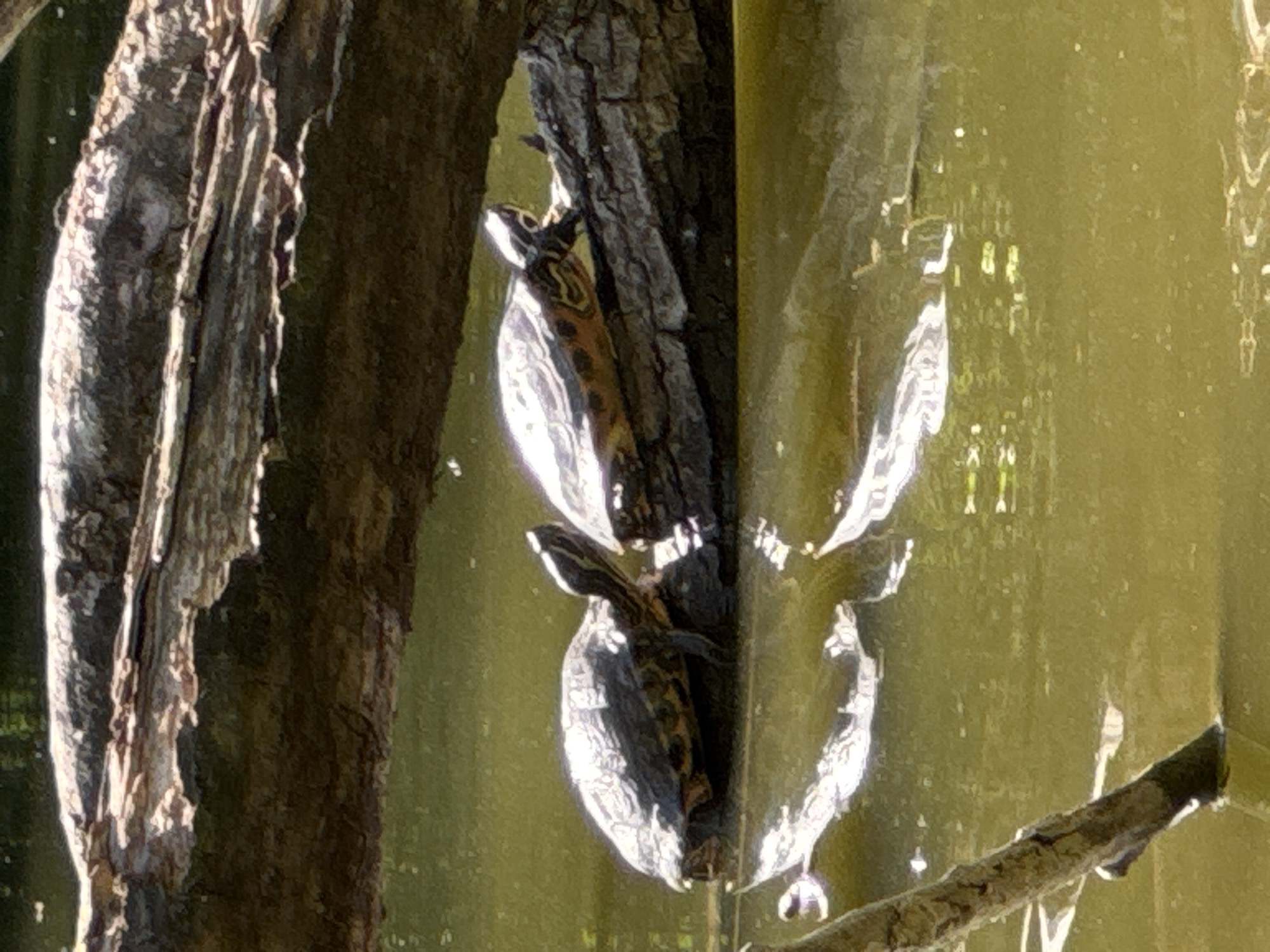 The image shows two turtles basking on a fallen tree trunk that is partially submerged in murky green water. The tree trunk is rough and textured, with bark and some moss visible. The water reflects the sunlight and the tree trunk, creating a shimmering effect. In the background, the water appears darker, possibly indicating deeper areas or shadows from surrounding foliage. A thicker, lighter-colored log or branch extends diagonally across the top of the image, also partially in the water. The overall scene suggests a natural outdoor environment, likely a pond or slow-moving body of water. There is no indication of Wettstetten, Germany, or any specific urban location within the image.