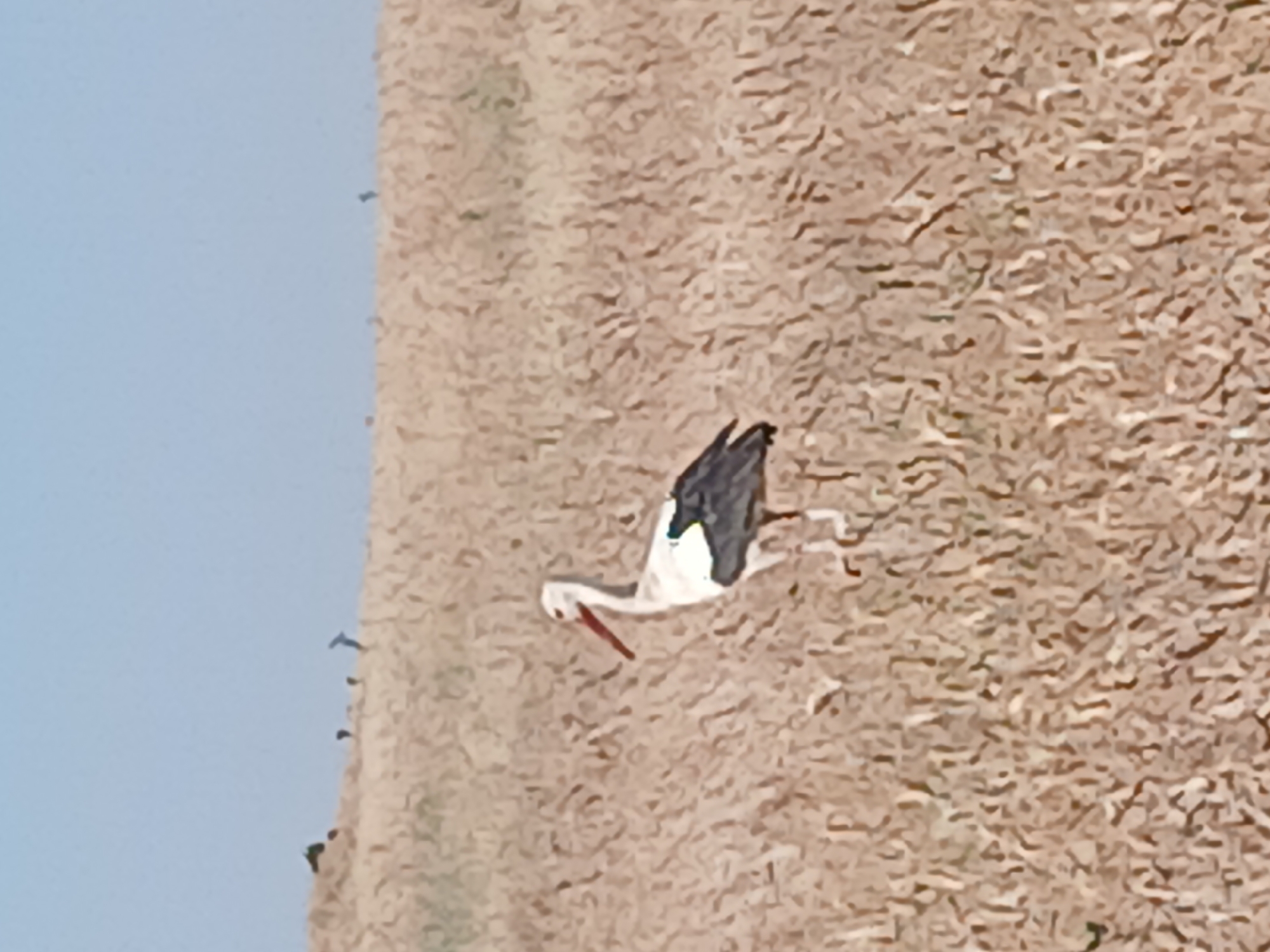 This media file depicts a bird in flight against a backdrop of dry, textured ground and a pale blue sky. The bird is primarily white with black markings on its wings. It has a long, slender neck and a reddish-orange beak, which is pointed downwards. The bird appears to be in mid-flight, with its wings extended. The ground is a uniform light brown, with a pattern of short, vertical lines that suggest dried grass or reeds. The sky is a soft, clear blue, devoid of clouds.
The image is captured from a slightly elevated angle, looking down towards the bird and the ground. The lighting suggests daytime, possibly late afternoon given the warm tones of the ground and the soft light. There are no visible signs of human presence, man-made objects, or any text within the frame. The scene conveys a sense of natural movement and freedom, with the solitary bird occupying the foreground against a muted, earthy background. The simplicity of the composition and the focus on the bird's flight create a peaceful and serene atmosphere. The texture of the ground is a dominant element, providing a stark contrast to the smooth expanse of the sky. The overall impression is one of natural beauty and the quiet dynamism of the natural world.