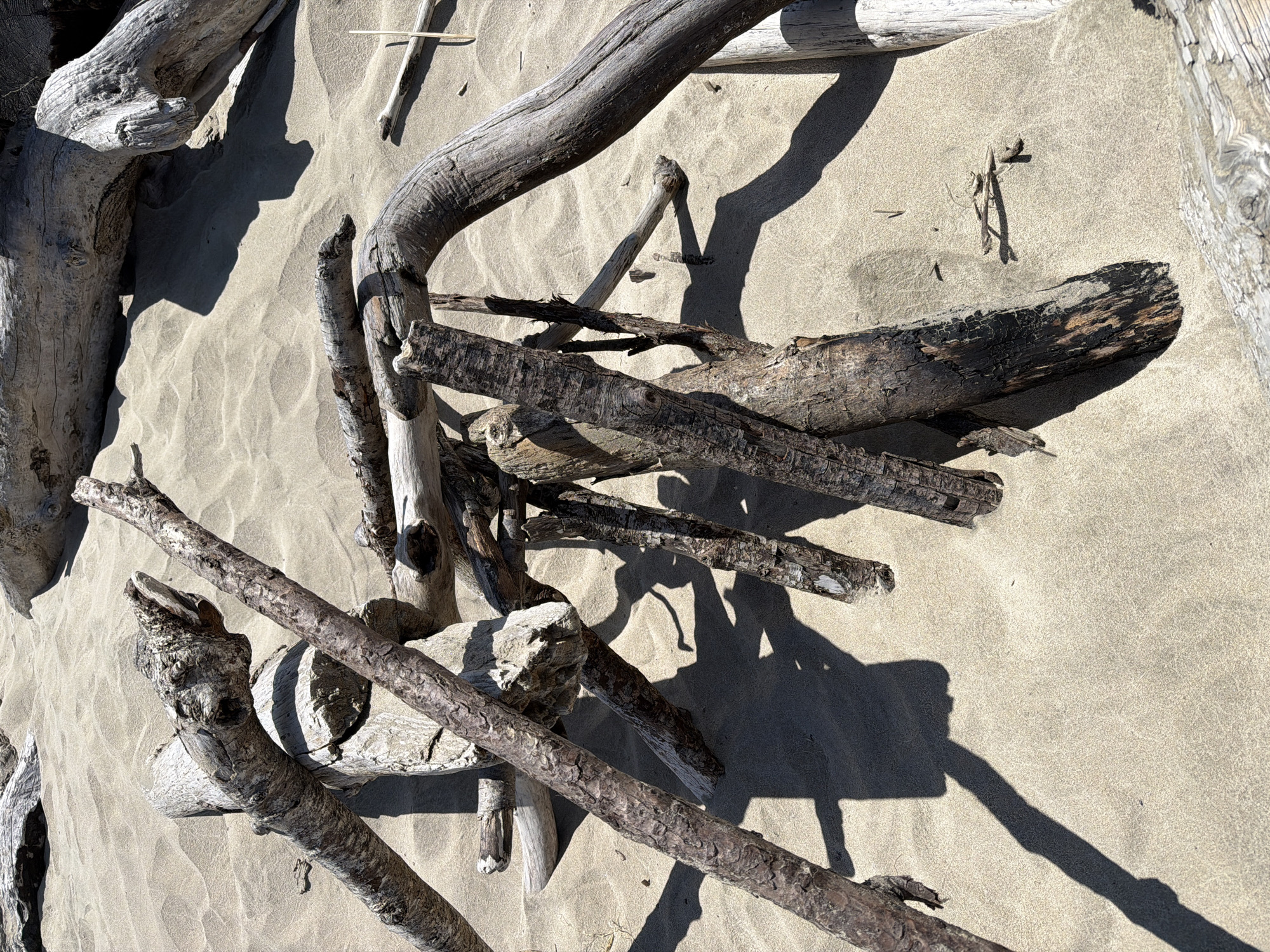 The image depicts a collection of weathered driftwood logs arranged in a somewhat sculptural manner on a sandy beach. The logs vary in size, shape, and texture, with some appearing smooth and bleached by the sun and sea, while others have rougher bark and darker, charred sections. The sand is light in color and shows subtle ripples and indentations, suggesting it is a natural beach environment. Shadows cast by the logs are prominent, indicating bright sunlight. The arrangement of the driftwood suggests it may have been placed or naturally gathered into a loose, abstract composition. This scene is located on the beach in Cannon Beach, Oregon, United States of America.