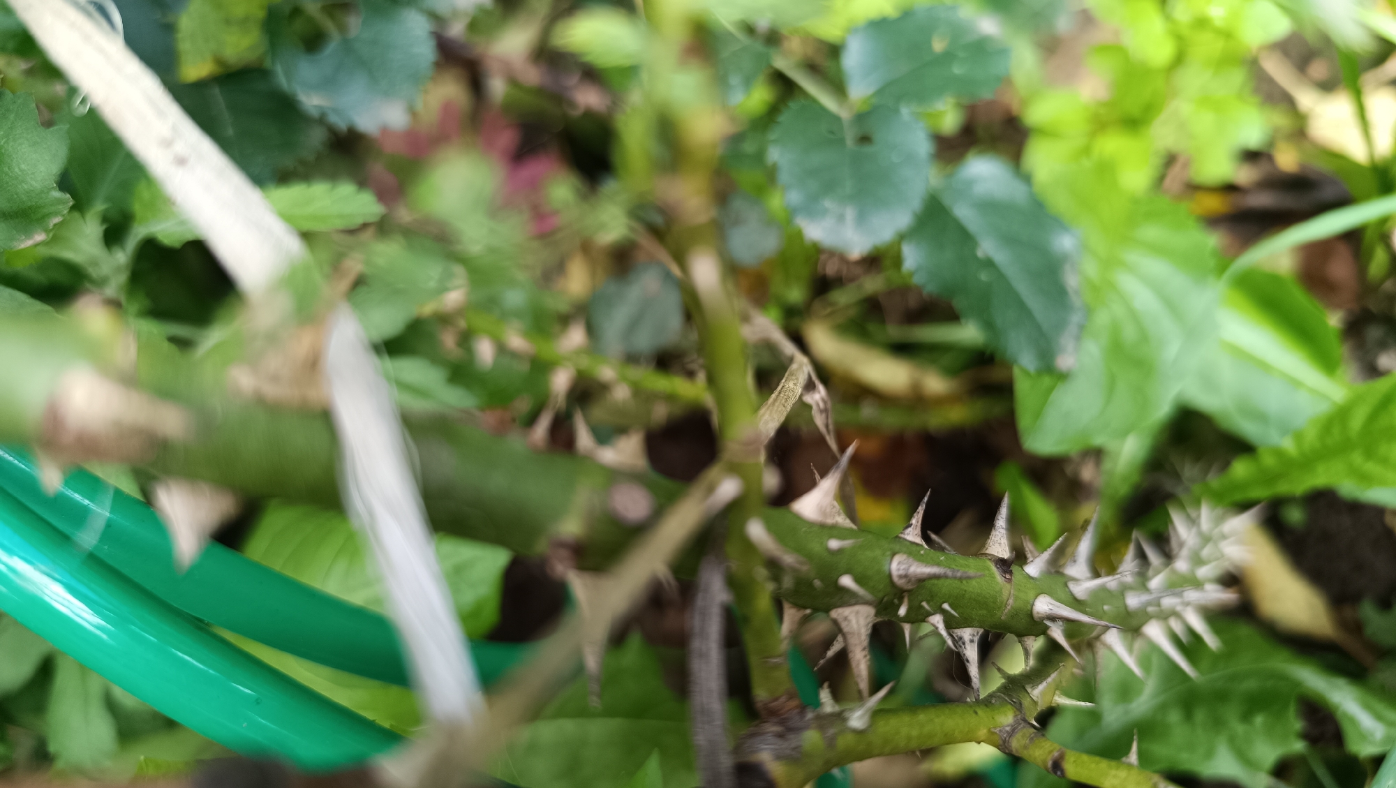 The image is a close-up, outdoor shot of a thorny plant stem. The stem is green and covered in numerous sharp, pointed thorns of varying sizes. Some thorns are white at the tips, while others are a darker grey or brown. In the background, out of focus, are green leaves of the same plant and other surrounding foliage, suggesting a garden or natural setting. The lighting appears to be natural daylight, casting soft shadows. There are also two bright green, smooth, curved objects in the foreground, which appear to be a garden hose. The scene is located in the city of Karsha, Russia. There are no people or animals visible in the image.