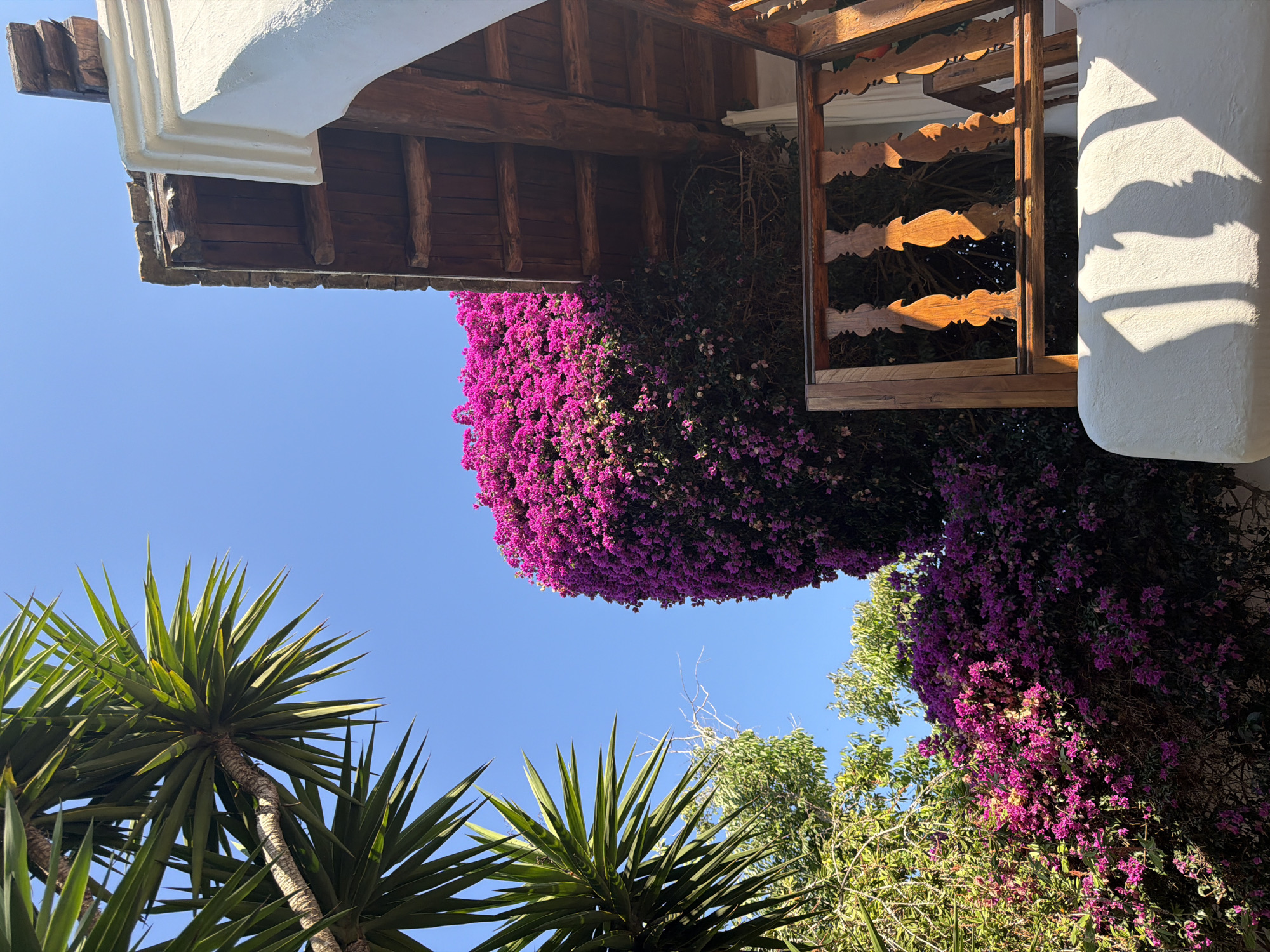 The image depicts an outdoor scene under a clear blue sky, likely in a Mediterranean setting given the location context of Sant Joan de Labritja, Spain. The perspective is looking upwards, emphasizing the vibrant elements of the environment.
The primary subjects are lush, abundant bougainvillea flowers, mostly in a striking shade of fuchsia and pink, cascading over an architectural structure. This structure appears to be part of a building, featuring a white, curved plaster overhang and a wooden beam ceiling with visible supports. Adjacent to this is a decorative wooden latticework, casting interesting shadows.
In the foreground, the spiky green leaves of what appear to be yucca plants are prominent, reaching towards the sky. They are positioned below the flowering vines, creating a layered effect.
The scene suggests a bright, sunny day, possibly mid-morning or afternoon, given the strong sunlight and defined shadows on the white plaster. There is no text visible in the image. The overall impression is one of abundant nature and Mediterranean architecture. No people or specific events are captured; it is a static depiction of a picturesque outdoor setting.