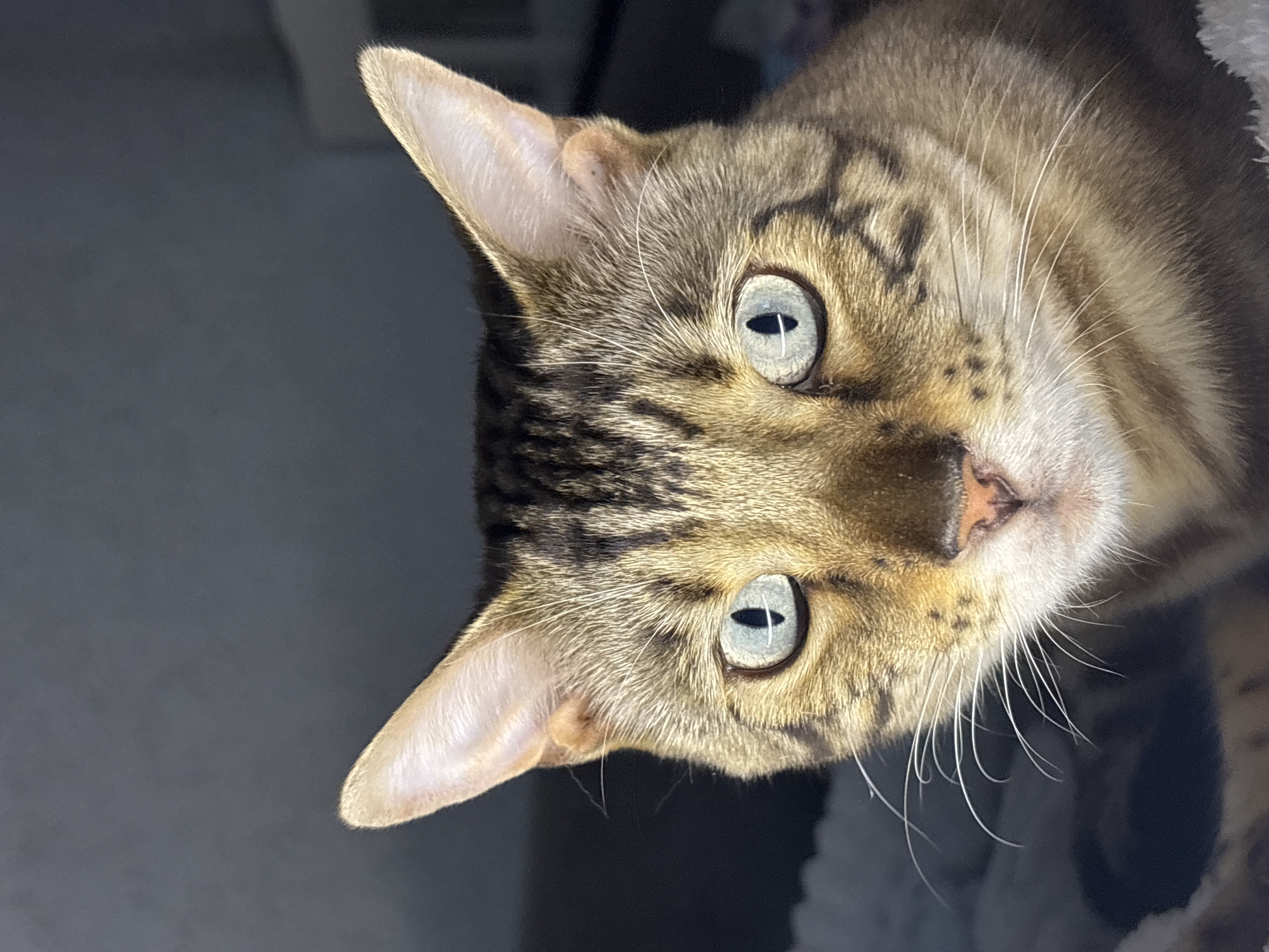 A close-up, head-on shot of a tabby cat's face is presented. The cat has striking pale blue eyes with dark pupils and prominent white whiskers. Its fur is a mix of brown, black, and tan tabby markings. The background is dark and out of focus, with a hint of a soft, textured surface in the lower left corner. There is no indication of a city or any specific location, and no people or actions are depicted.