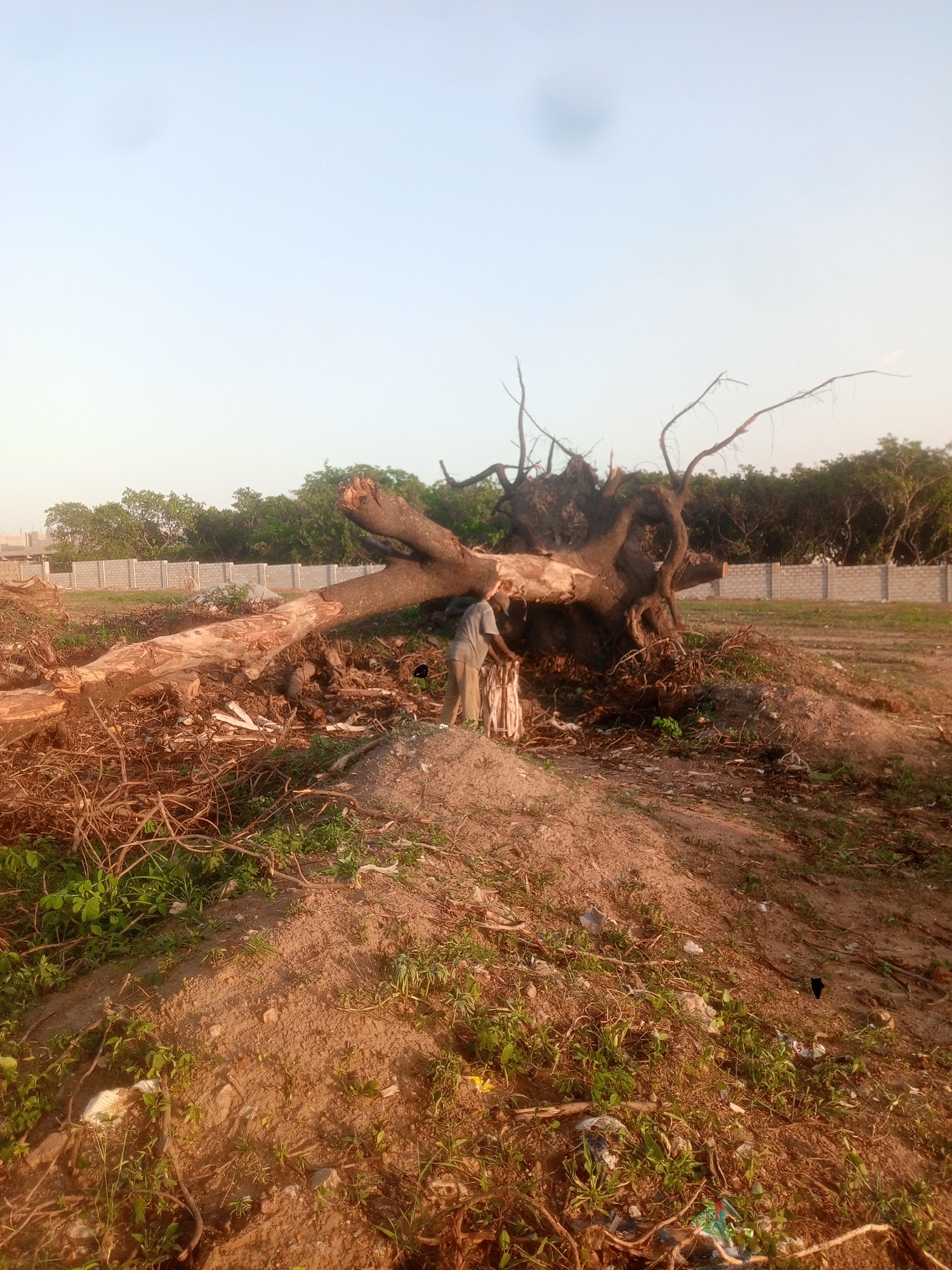 The image depicts an outdoor scene in Gwarinpa, Nigeria, centered around a massive, uprooted or felled tree dominating the foreground and midground. The tree lies on its side, showcasing its intricate, exposed root system that forms a substantial mound of earth and wood. Its thick trunk extends horizontally across the frame, with several large branches either broken or cut, scattered amidst a pile of organic debris.
Standing near the base of the fallen tree, by the exposed roots, is a sole individual. This person, an adult, is dressed in a light-colored shirt and trousers and appears to be handling or carrying a bundle of light-colored material, possibly fabric or plastic. Their activity suggests they might be involved in clearing the land or collecting materials.
The ground around the tree is mostly bare, reddish-brown soil, interspersed with sparse green vegetation and scattered debris, including small twigs and some litter. In the mid-ground, a concrete block wall, likely a property boundary or part of a construction project, stretches horizontally. Beyond this wall, a dense line of green trees forms the distant background.
The sky is clear and light blue, indicating fair weather. The soft, warm lighting suggests either early morning or late afternoon, with a low sun angle casting a gentle glow over the scene. No discernible text is visible in the image. The overall setting implies ongoing land development or clearance.