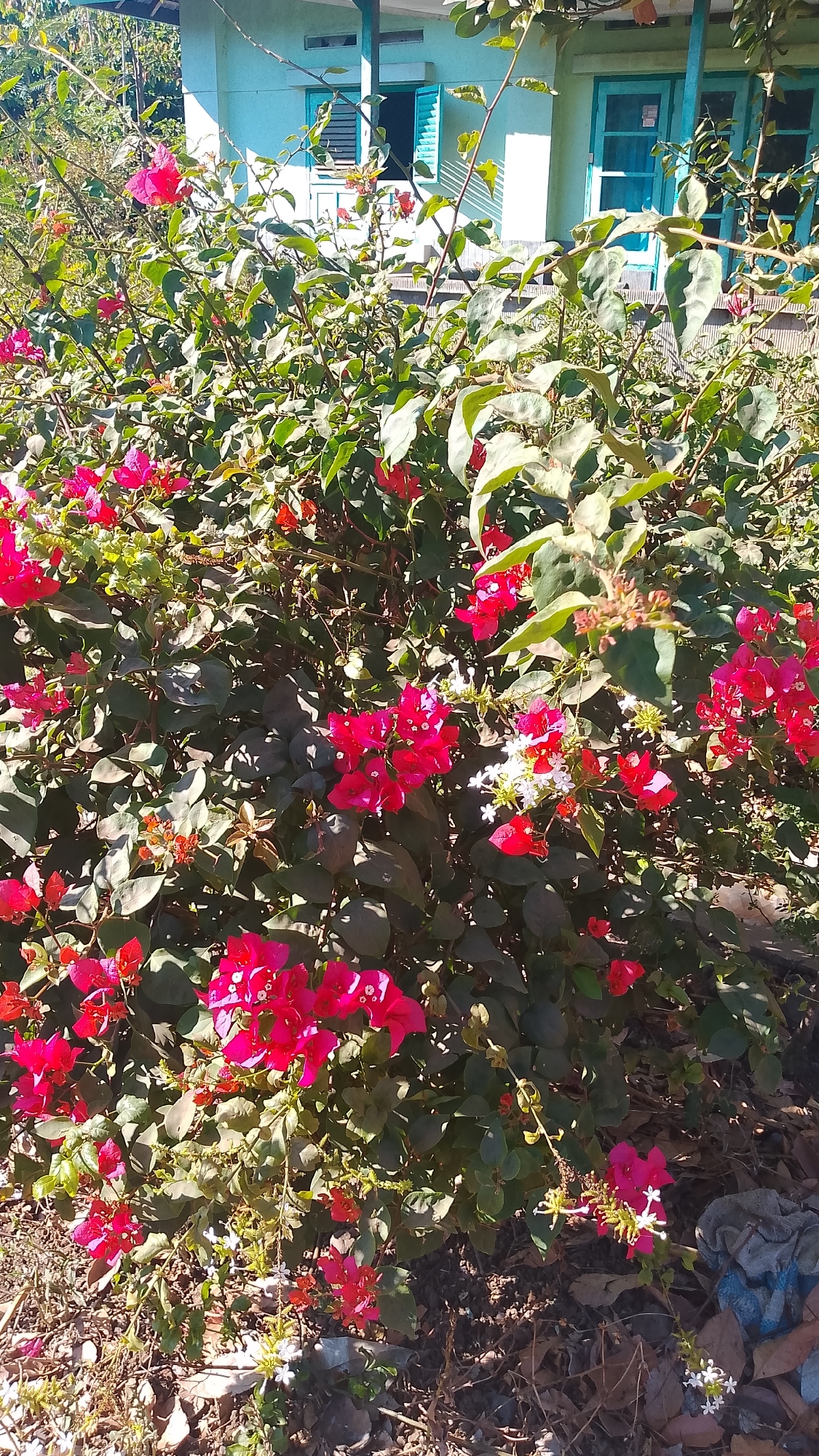 A close-up, ground-level, sunlit photograph captures a dense cluster of bougainvillea plants with vibrant pink and fuchsia bracts. The plants are in full bloom, with some smaller white flowers interspersed among them. The background reveals a building with light blue shutters on windows and a pale green exterior wall, suggesting a residential or institutional setting in a tropical or subtropical environment. The ground is covered with dry leaves, twigs, and some scattered debris, including a piece of blue and white cloth. The overall impression is one of an outdoor scene in Pancoran, Indonesia, where nature's exuberance contrasts with the man-made structure.
