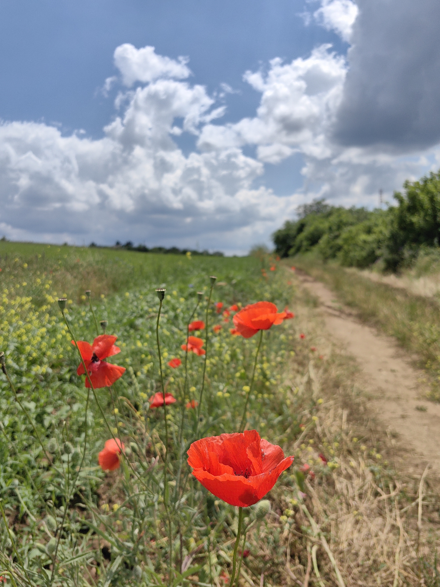 A low-angle, full shot captures a field of red poppies alongside a dirt path in Ароматновское сельское поселение, Ukraine. The foreground is dominated by several vibrant red poppies in various stages of bloom, their delicate petals unfurling against a backdrop of lush green foliage dotted with small yellow flowers. To the right, a well-worn dirt path meanders through dry grass and weeds, disappearing into the distance. Beyond the field, a line of dense green trees forms the horizon, meeting a bright blue sky filled with dramatic, puffy white clouds. The overall scene depicts a serene rural landscape during daytime.