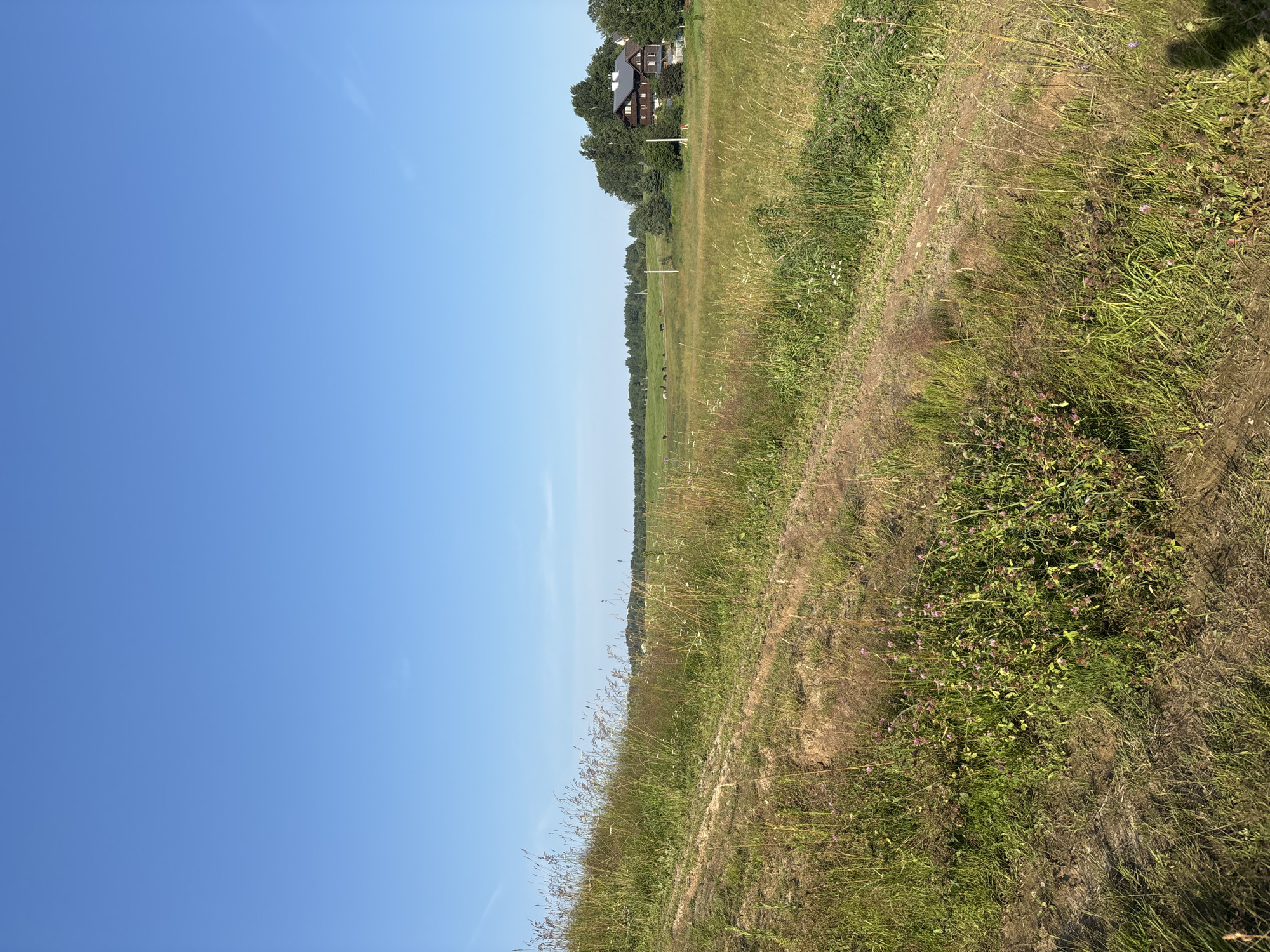 The image depicts a rural landscape under a clear blue sky. In the foreground, a dirt path winds through tall, dry grasses and scattered small purple wildflowers. The path ascends a gentle slope on the left side of the frame.
In the mid-ground, a vast green field stretches out, dotted with a few dark-colored animals, possibly horses or cows, grazing in the distance. A solitary wooden pole with a wire is visible in the field.
On the right side of the mid-ground, a large, dark wooden house with a white roof and chimney stands amongst a cluster of mature trees. The house appears to be a traditional rural dwelling.
The background is filled with a dense line of dark green trees, forming a horizon against the sky. The overall impression is one of a peaceful, sunlit summer day in the countryside. The location is identified as Khirvosti, Russia.