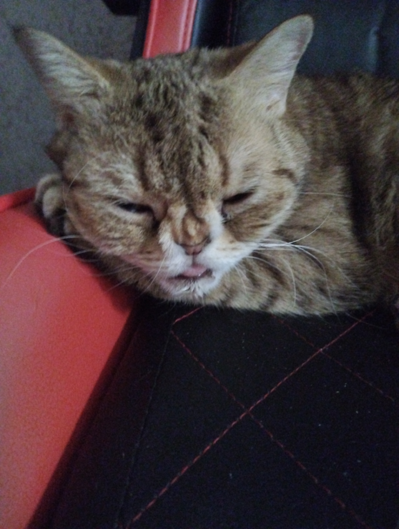 A tan tabby cat is resting on a gaming chair. The cat is lying down with its eyes partially closed and its tongue slightly sticking out. The chair has a red back and a black seat with red stitching. The location is unspecified and the claim that the image was taken in Saratov, Russia, cannot be verified from the visual data.