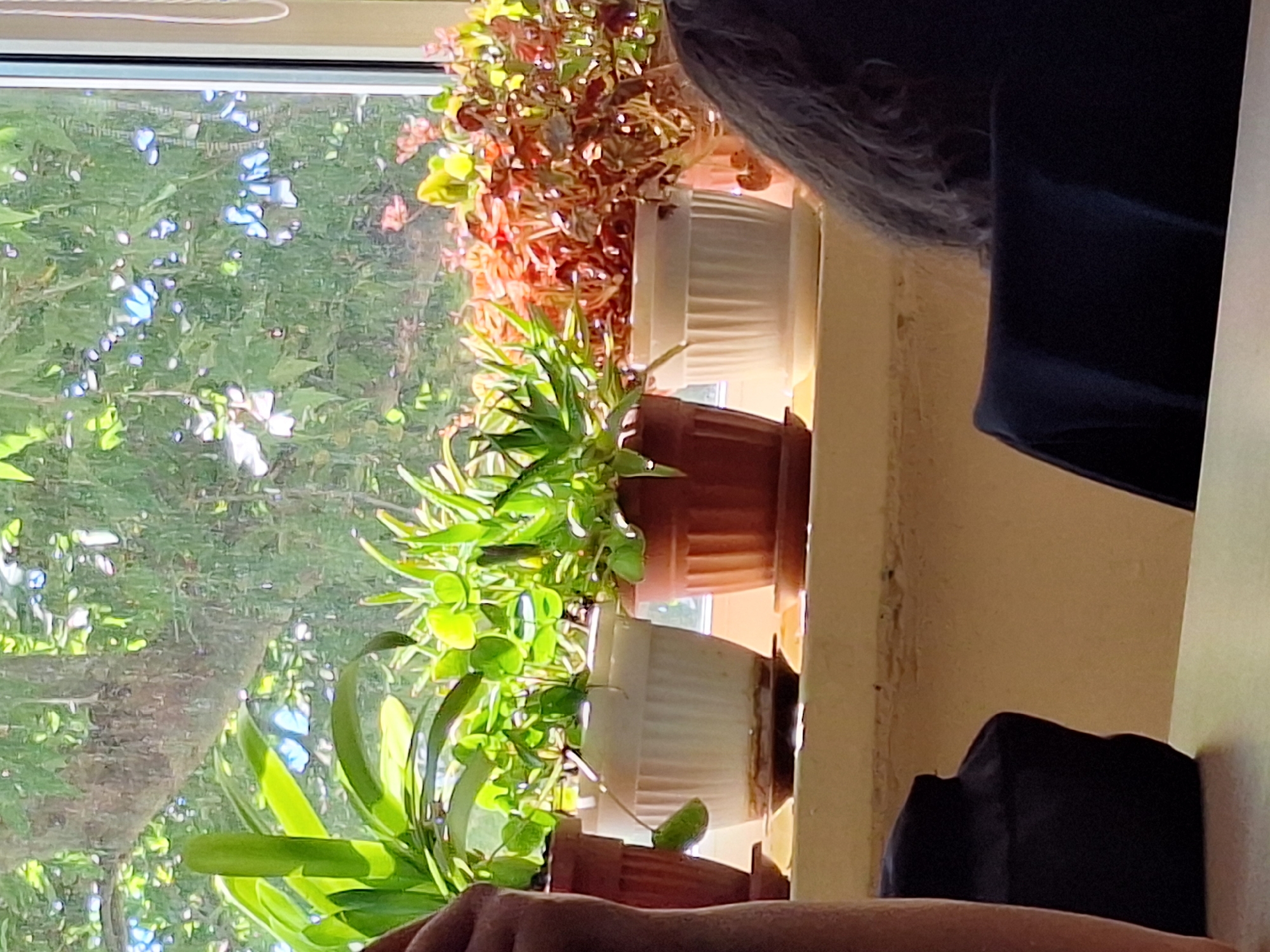 The image depicts a collection of potted plants on a windowsill, with a view of lush green foliage and dappled sunlight visible through the window. The plants are in various stages of growth and are housed in different colored pots. One plant, in the foreground, has long, green, lance-shaped leaves. Behind it, other plants display a mix of green and reddish-brown foliage. The windowsill itself appears to be made of wood, with some signs of wear and tear. In the background, a dark, out-of-focus figure is partially visible, suggesting a person is in the room. The lighting indicates it's daytime, likely morning or afternoon, given the bright sunlight. The scene is domestic, possibly a home or an office, where plants are being cultivated indoors. The overall mood is serene and natural, highlighting the beauty of indoor greenery against an outdoor backdrop. The image does not contain any visible text. The location context of Varna, Bulgaria, implies a temperate climate with outdoor greenery.