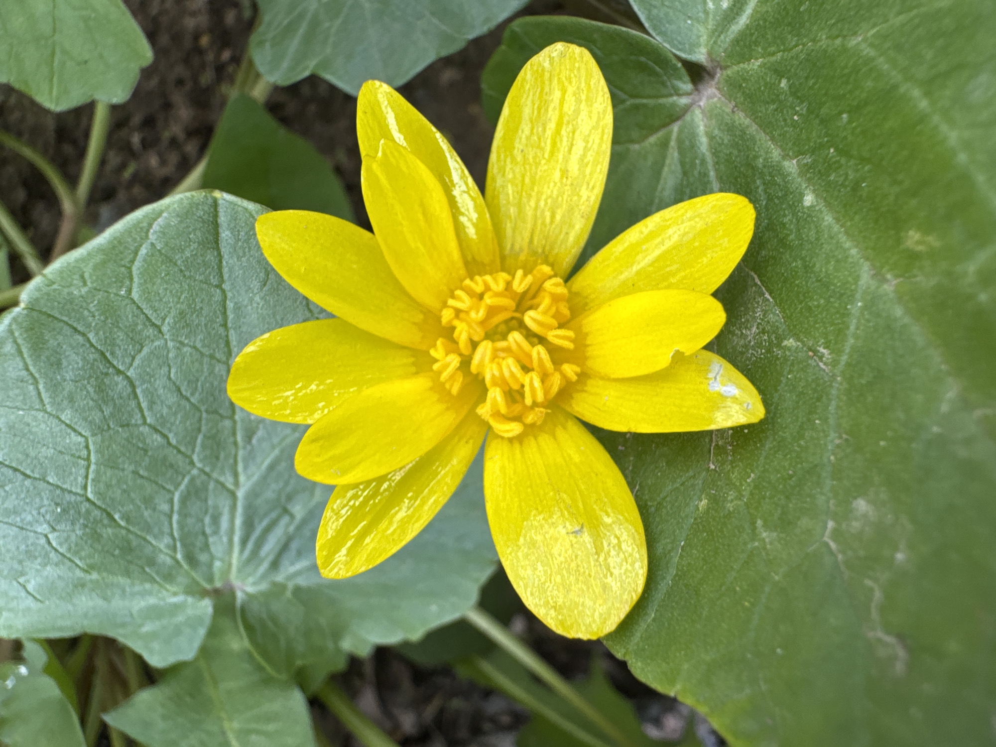 A close-up shot captures a vibrant yellow flower with several petals, its center a cluster of tightly packed stamens. The flower is surrounded by green leaves with prominent veins. The background is out of focus, showing glimpses of soil and other foliage. The location (Rostov-on-Don, Russia) is not discernible from the visual information provided in the image.