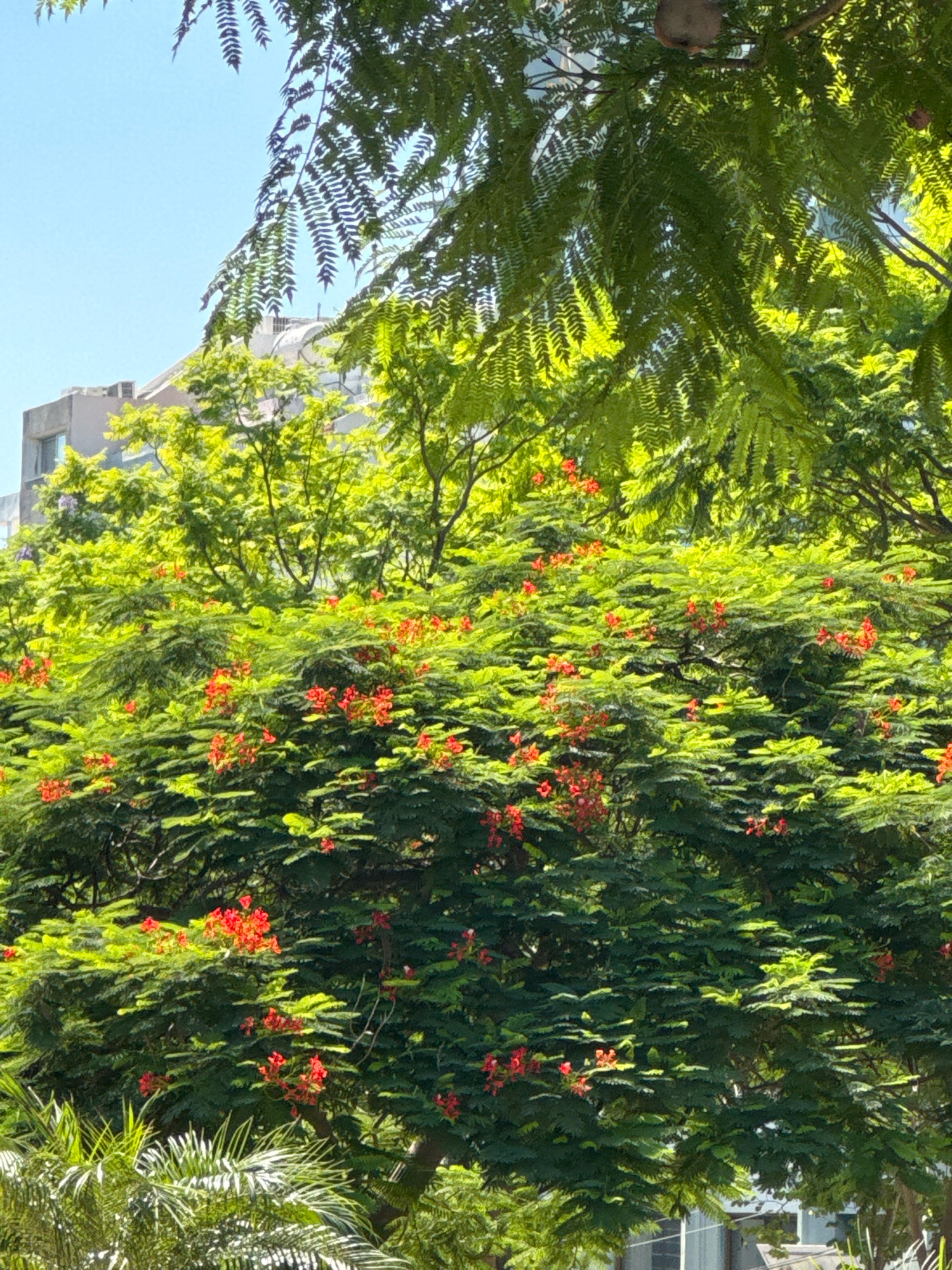 The image depicts a lush green tree adorned with vibrant red flowers, possibly a flame tree, set against a clear blue sky. In the background, a modern building with light-colored walls and visible windows can be seen peeking through the foliage. The scene suggests an urban environment with significant greenery. While the exact location within Limassol, Cyprus, is not specified, the presence of the building and the type of vegetation are consistent with areas found in the city. No people or specific actions are visible in the image. The overall impression is one of a bright, sunny day, with the natural beauty of the tree contrasting with the man-made structure behind it.