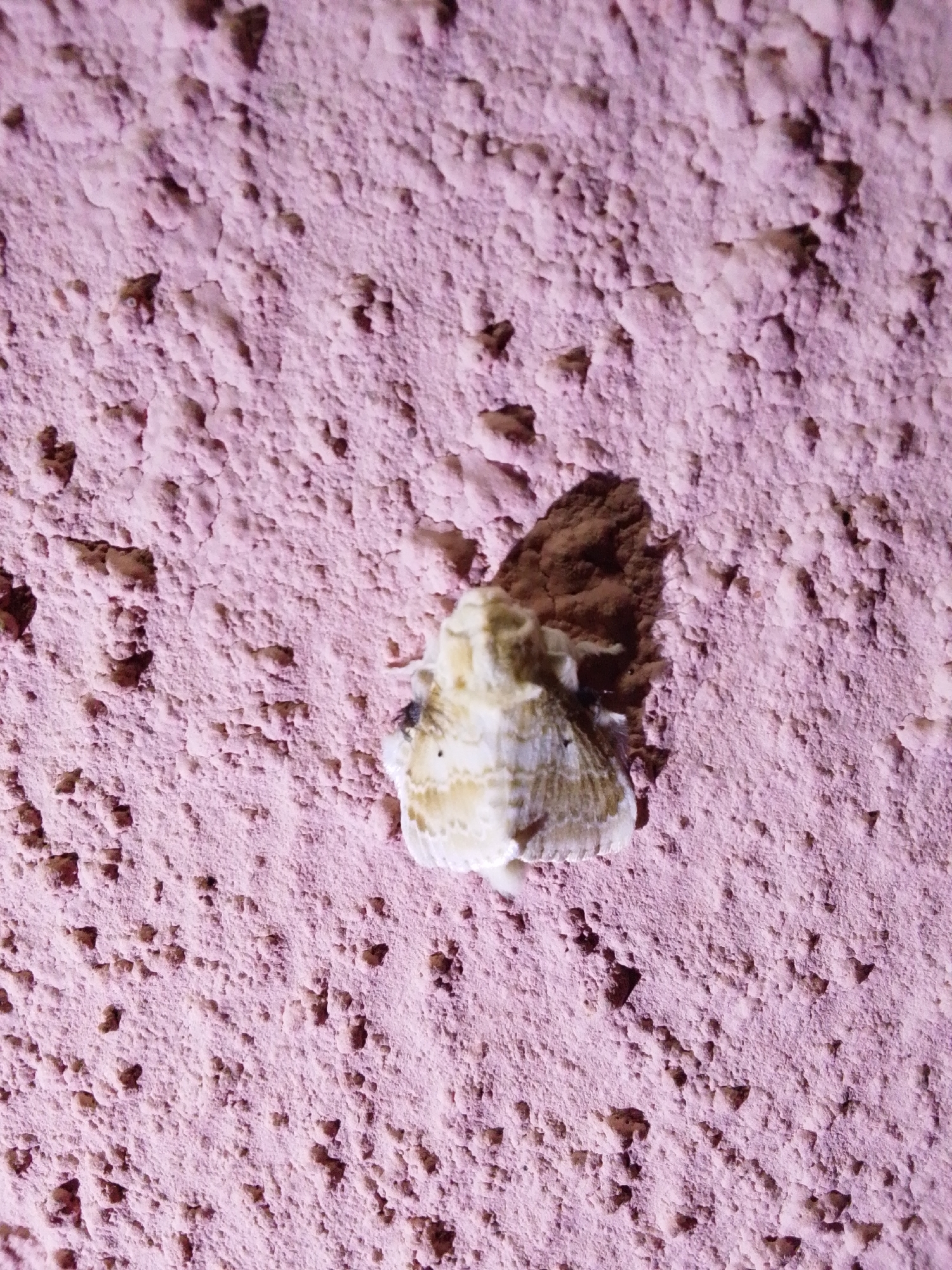 A moth is resting on a textured pink wall. The moth is cream and tan with darker brown markings. It is positioned in the lower center of the frame. The wall has a rough, uneven surface with many small indentations and raised areas, giving it a stucco-like appearance. There is a distinct shadow cast by the moth onto the wall. The overall lighting suggests it may be artificial. The image appears to be taken in Serti, Nigeria.