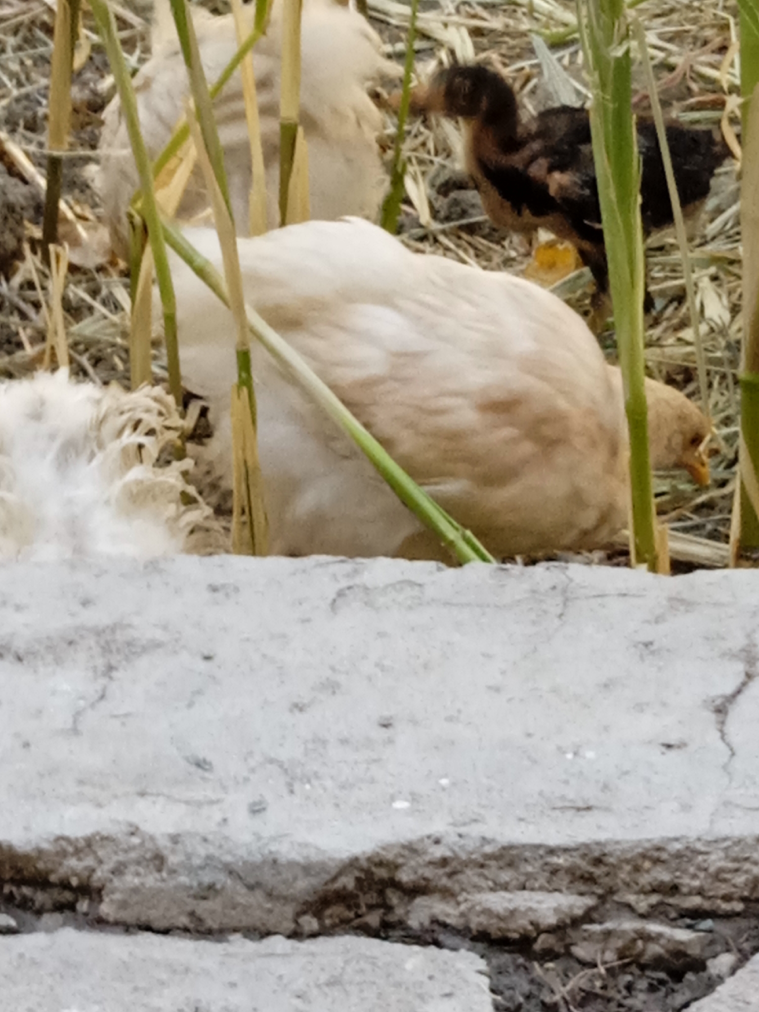 In an outdoor environment, a pale tan chicken with fluffy white feathers near its feet is resting in dry straw and reeds. To its right, a small black and brown chick stands alert. In the background, another pale tan chicken is partially obscured by reeds. The foreground features a cracked concrete surface. The scene appears to be an animal enclosure.