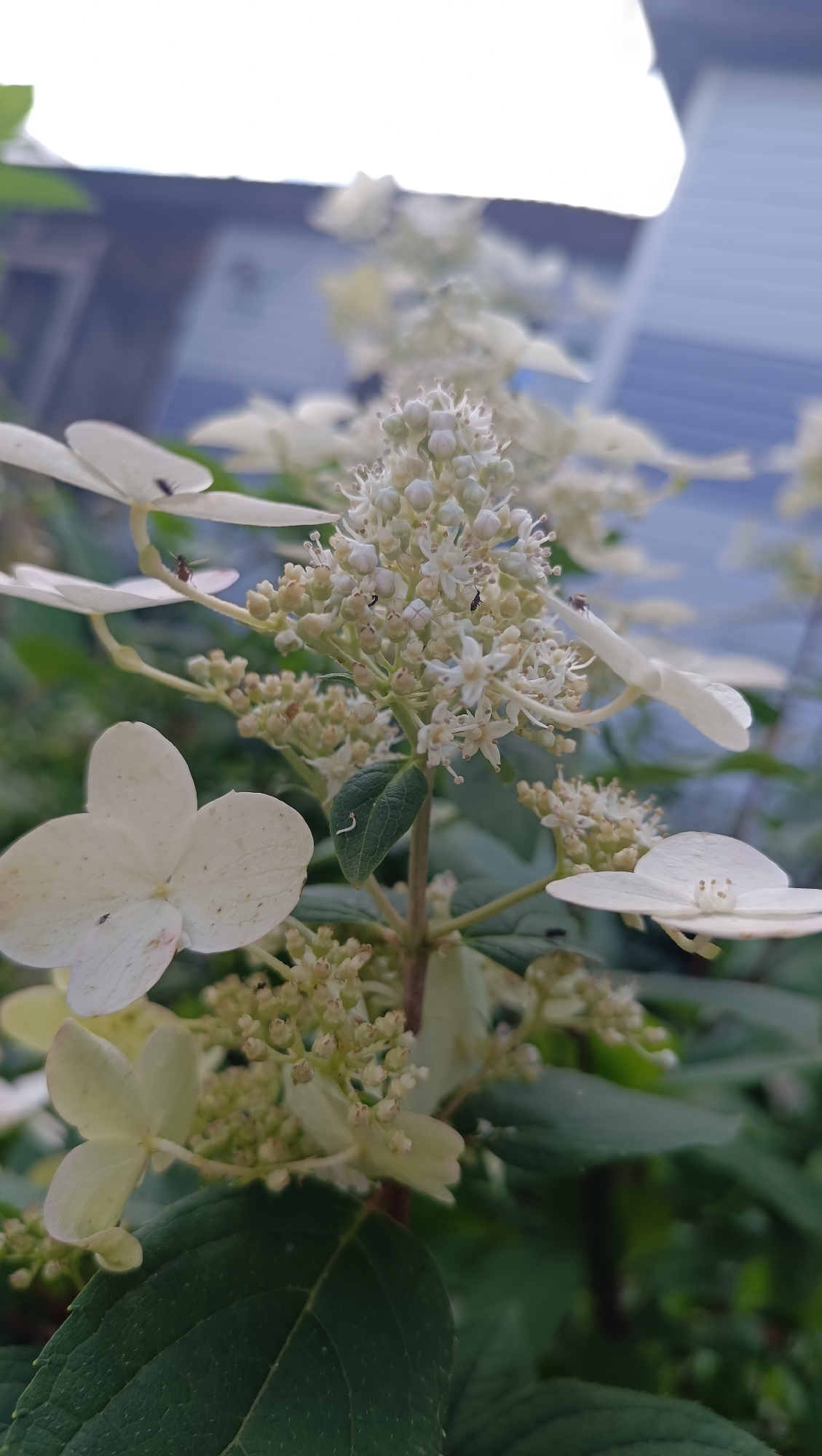 This is a close-up, low-angle photograph of a white hydrangea flower cluster with several small insects on its petals and buds. A light-colored caterpillar is visible on a green leaf. In the background, a blurred blue-sided building is partially visible under a bright sky. The image does not provide any information about the city of Karsha, Russia, or any other specific location.