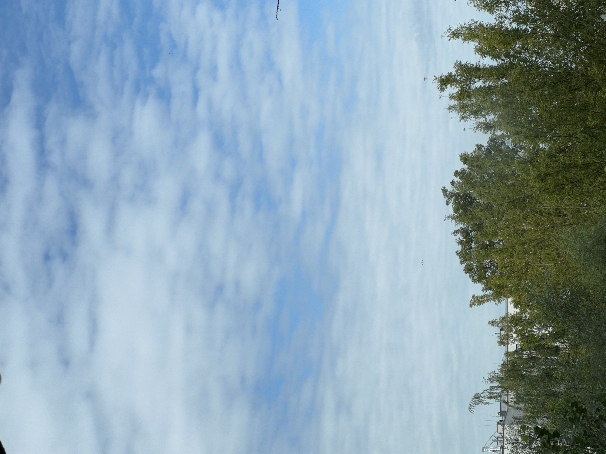 The image captures a view of the sky above trees and buildings in Warsaw, Poland. The sky is partly cloudy with a mix of white and light blue. Below the sky, a dense canopy of green trees fills the lower half of the frame, with the tops of white buildings visible through the foliage. The scene appears to be an outdoor, daytime view.
