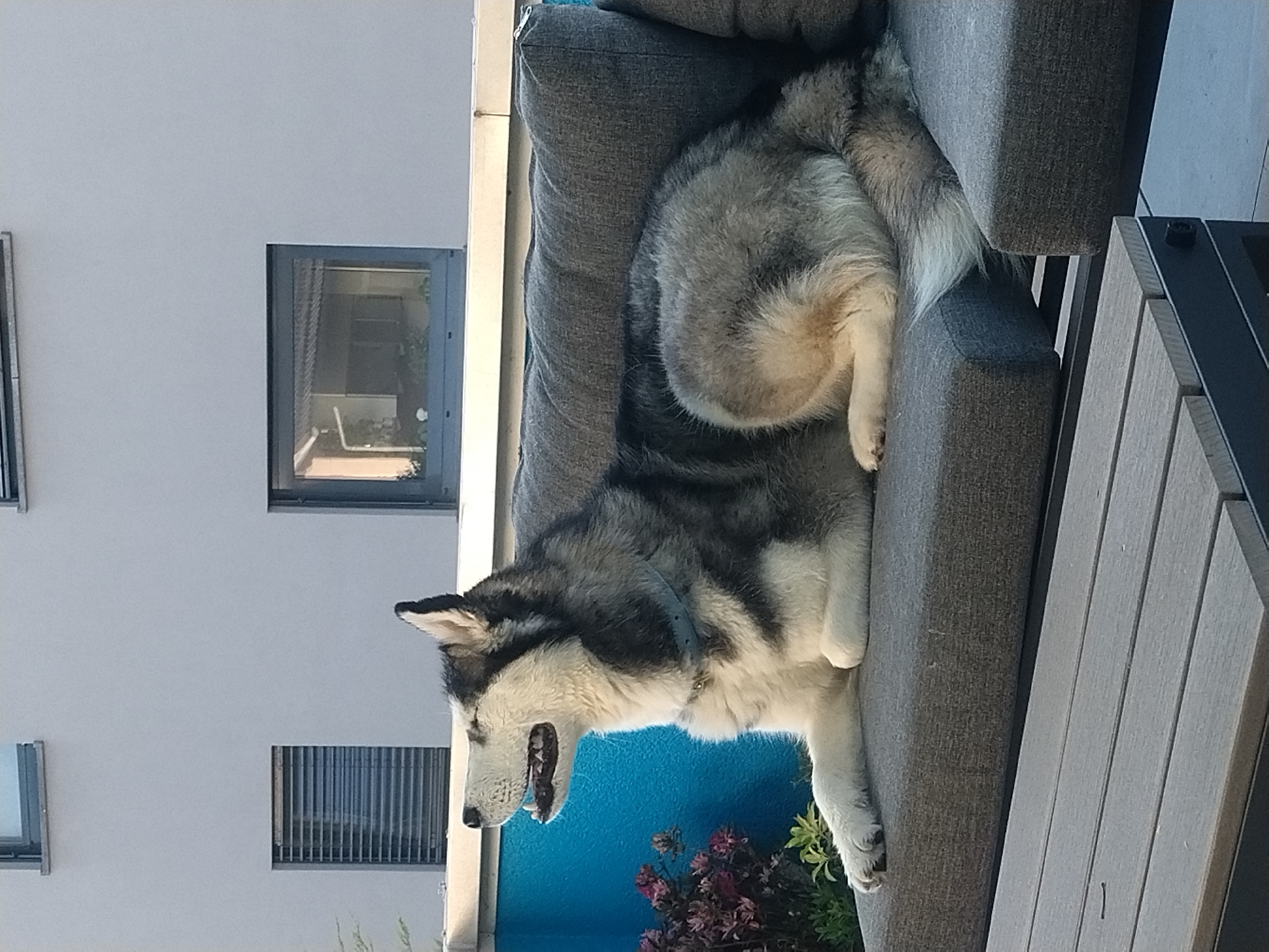 A medium-sized, gray and white Siberian Husky is lying on a gray upholstered outdoor couch. The dog is positioned horizontally in the frame. Its head is turned towards the left, and its mouth is open. It is wearing a gray collar. A gray outdoor table with a slated surface is partially visible to the right of the couch.
Behind the couch, a blue painted wall and some plants are visible. The building is white with windows. The scene is located in the city of Crauthem, Luxembourg.