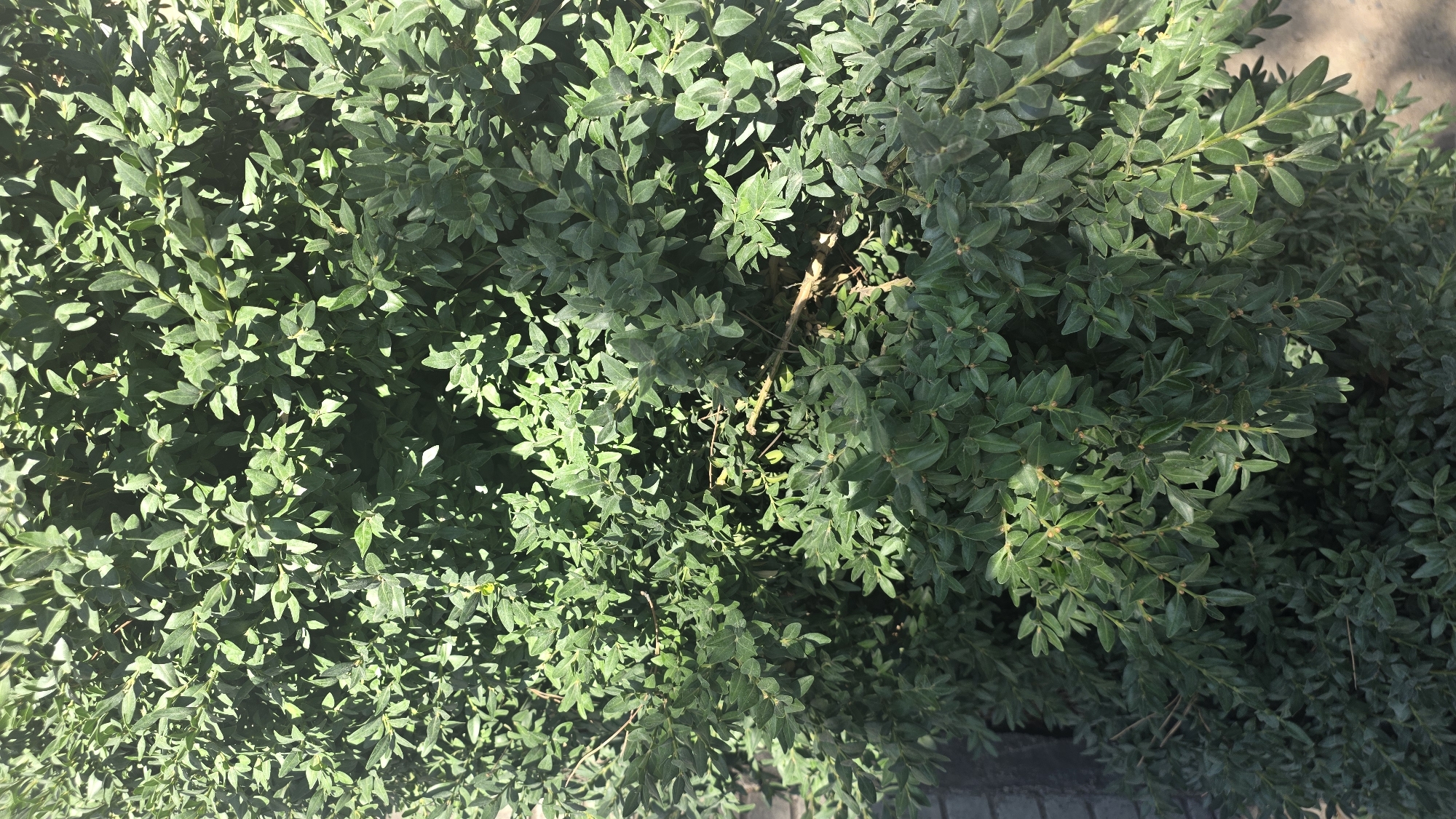 The image shows a close-up view of a dense evergreen shrub, likely a boxwood, with numerous small, ovate, dark green leaves. Sunlight filters through the foliage, creating dappled shadows and highlighting the textures of the leaves and branches. A few bare twigs are visible interspersed among the leaves. To the left of the shrub, a portion of a gray, possibly brick or concrete, wall is visible, suggesting an urban or garden setting. The ground beneath and around the shrub appears to be covered in soil or gravel. No people or animals are present in the frame. The image is an outdoor shot, likely taken during daylight hours. The specific location within Tokmok City, Kyrgyzstan cannot be determined from the visual information provided.