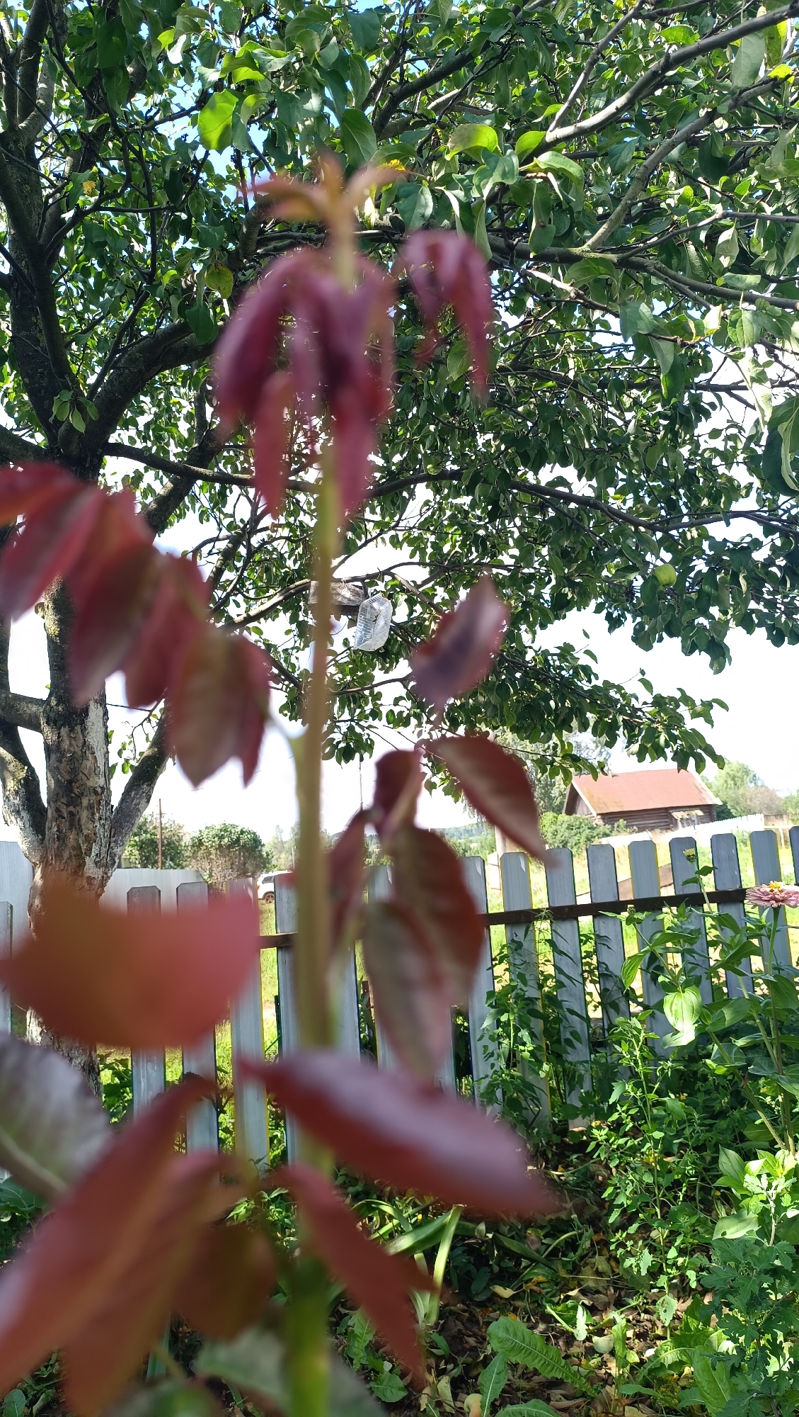 The image depicts a close-up view of a young plant with reddish-purple leaves in the foreground, its stem slightly out of focus. Behind the plant, a light-colored wooden fence runs horizontally across the frame. Beyond the fence, various green plants and foliage are visible, some appearing to be in a garden setting. In the middle ground, a section of a building with a reddish-brown roof and white trim is partially obscured by trees and foliage. Several plastic bottles are hanging from branches of a large tree that dominates the upper left portion of the image. The background shows a clear sky with a few scattered clouds. The scene appears to be an outdoor setting, possibly a garden or yard, with a rural or suburban ambiance. The city of Karsha, Russia, is not visible in this image, nor are there any people or actions depicted.