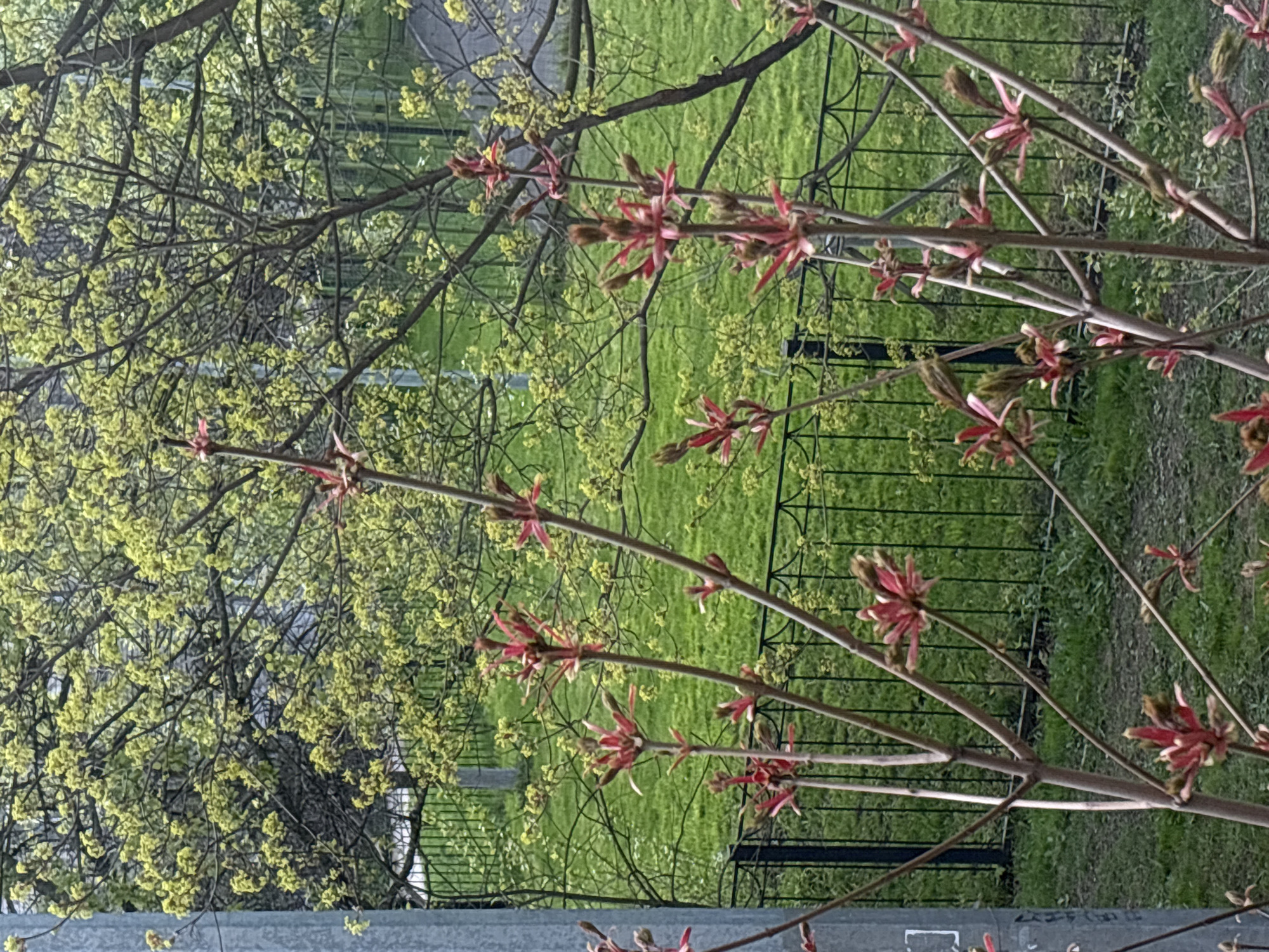 The image shows a view of a green area, likely a park or garden, in Saint Petersburg, Russia, through the branches of trees in early spring. One tree has buds that are just beginning to open, with a red hue visible. Another tree in the background displays small, light green flowers. A black, wrought-iron fence is partially visible in the middle ground, separating the foreground from the grassy area. The foreground includes a grey, possibly concrete, structure. The scene suggests a typical spring day in an urban green space.