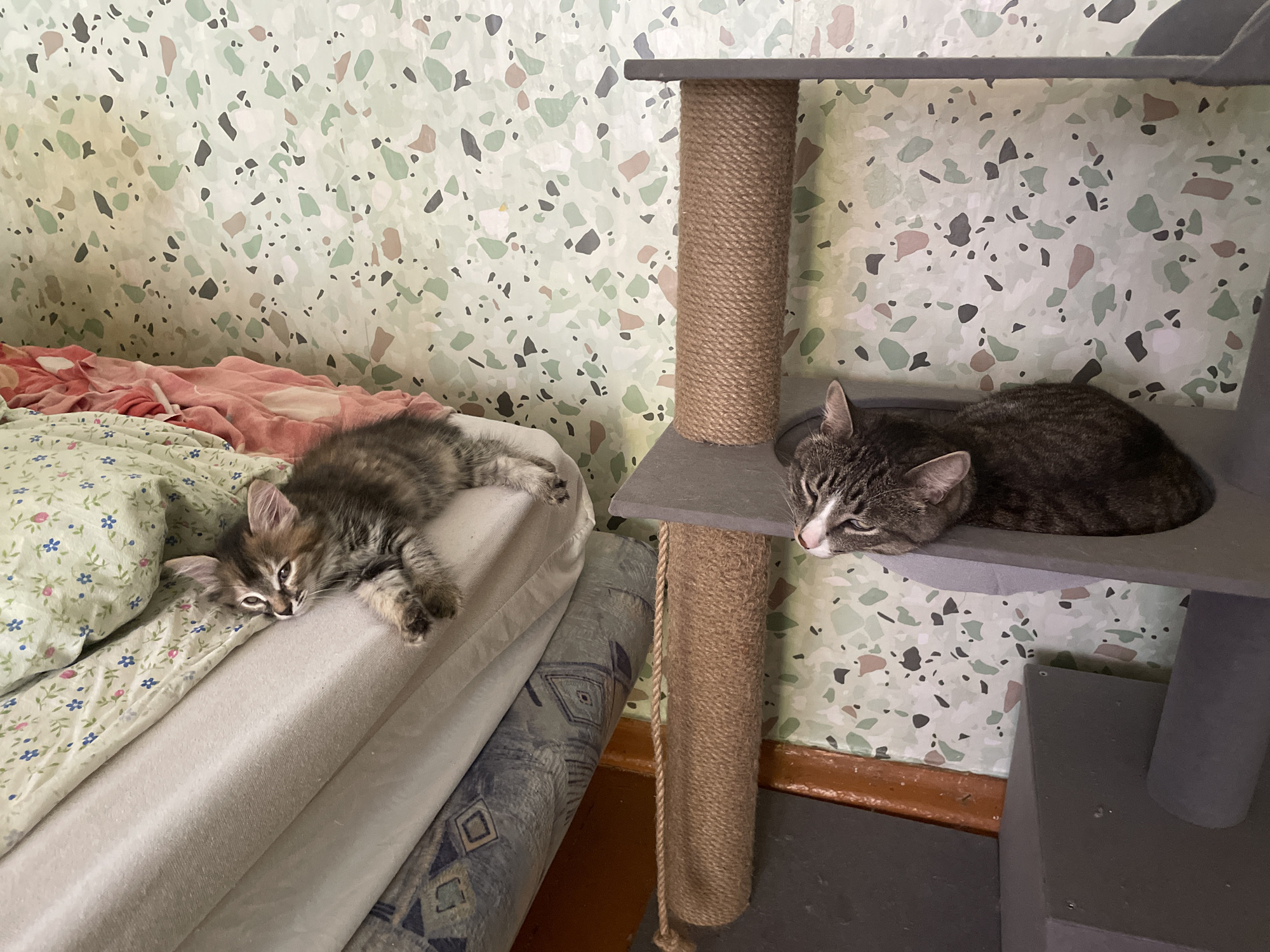 Two cats are resting on a multi-level cat tree and a stack of linens against a patterned wall. On the upper platform of the cat tree, a tabby cat with white markings on its face is sleeping. Below it, on a stack of light-colored linens, a kitten is resting on its side, with its head tilted. The background features a wall with a light green terrazzo-style pattern. A scratching post is integrated into the cat tree. The floor is a dark color.
