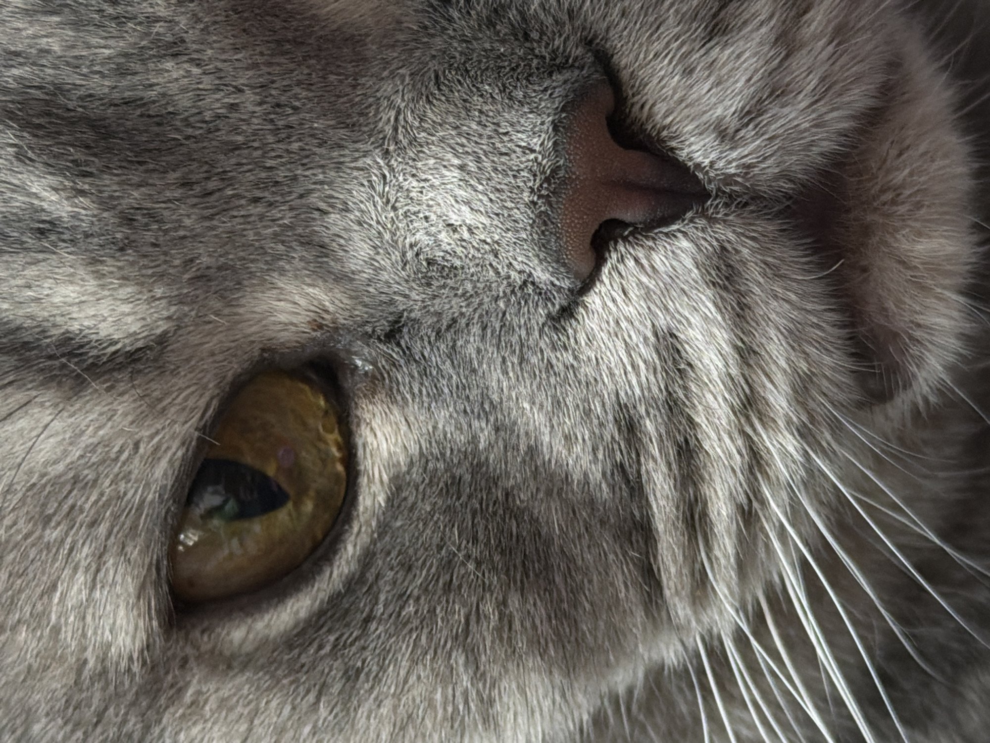 A close-up image captures the face of a gray cat. The cat's eye is a yellowish-brown color with a visible pupil. The pink nose is prominent, surrounded by gray fur. White whiskers extend from the cat's face. The background consists primarily of gray fur. The location and city of Perm, Russia, cannot be determined from this image.