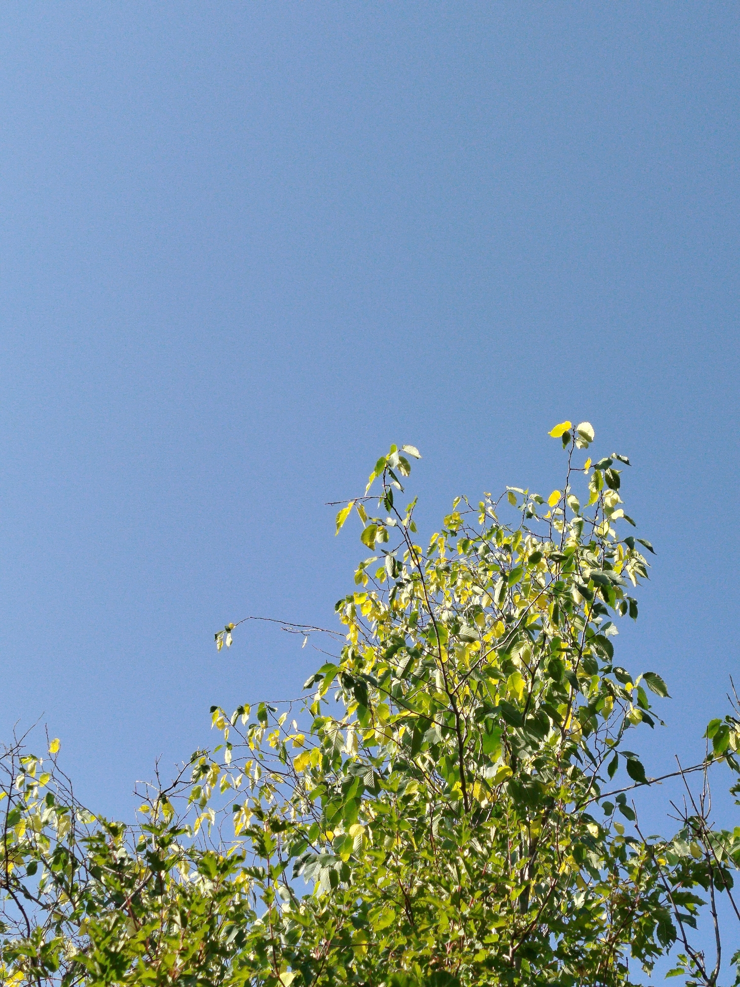 This is a vertical, low-angle, outdoor, daytime, medium shot of the upper branches and leaves of a tree against a clear blue sky. The tree canopy occupies the bottom two-thirds of the frame, with the bright blue sky filling the upper third. The leaves are a mix of green and yellow, with some appearing backlit by the sun. Thin, dark branches crisscross through the foliage, some extending into the sky. The image does not depict any people, animals, structures, or specific landmarks of Qarağandı city administration, Kazakhstan.