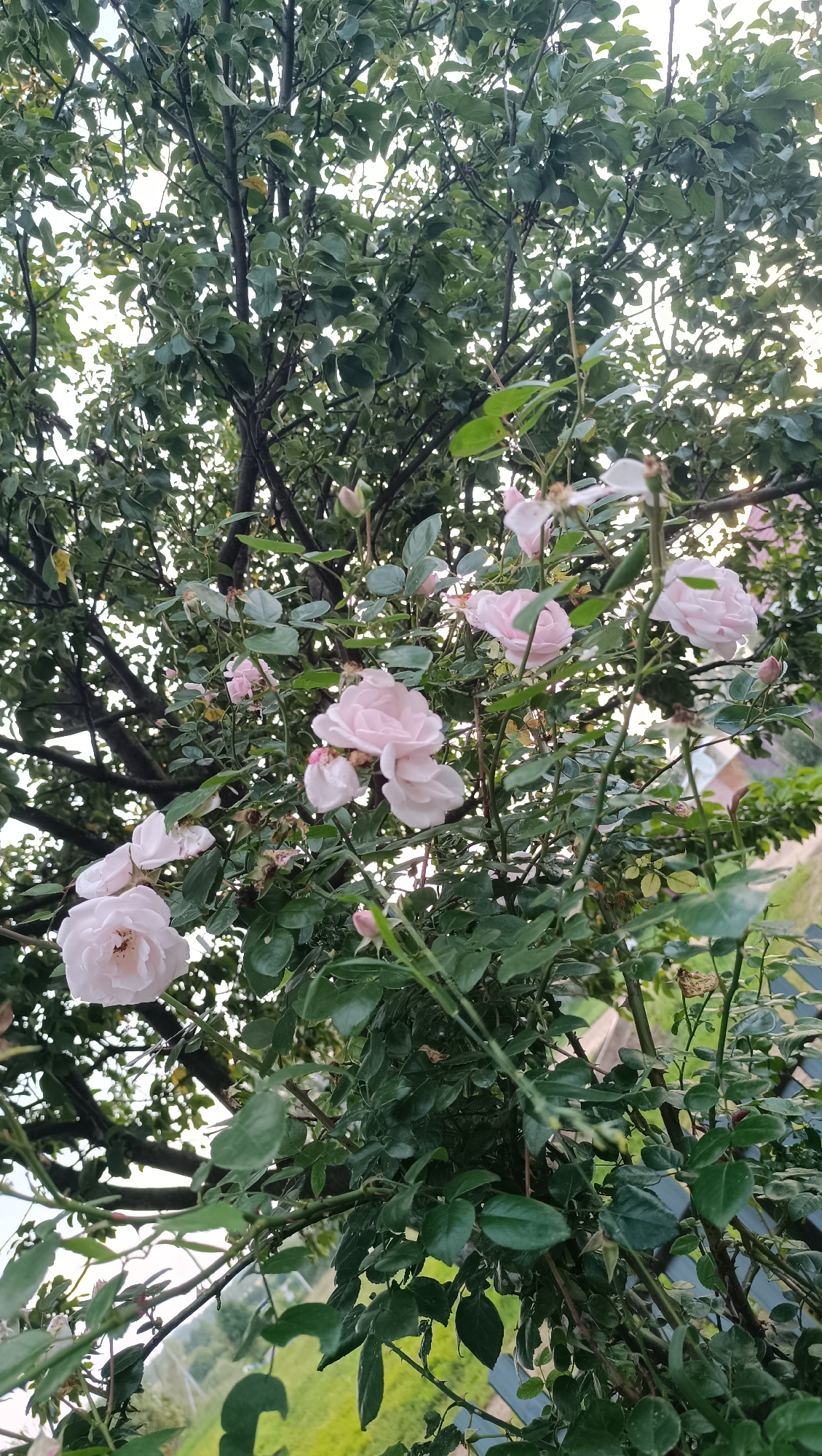 A close-up, eye-level shot captures a cluster of delicate pale pink roses blooming amidst lush green foliage. The roses, some fully open and others budding, are the primary subjects, their soft petals illuminated by natural light. They are part of a dense bush, interwoven with dark, thorny branches. The background is a soft blur of green leaves from a larger tree, with hints of a muted, outdoor environment including a faint impression of a building or structure in the upper right. The image composition focuses on the floral detail, with the natural setting providing a gentle, organic frame. There are no people or animals present in the scene. The image is undated and unlocated, as no information about Karsha, Russia is discernible within the visual data.