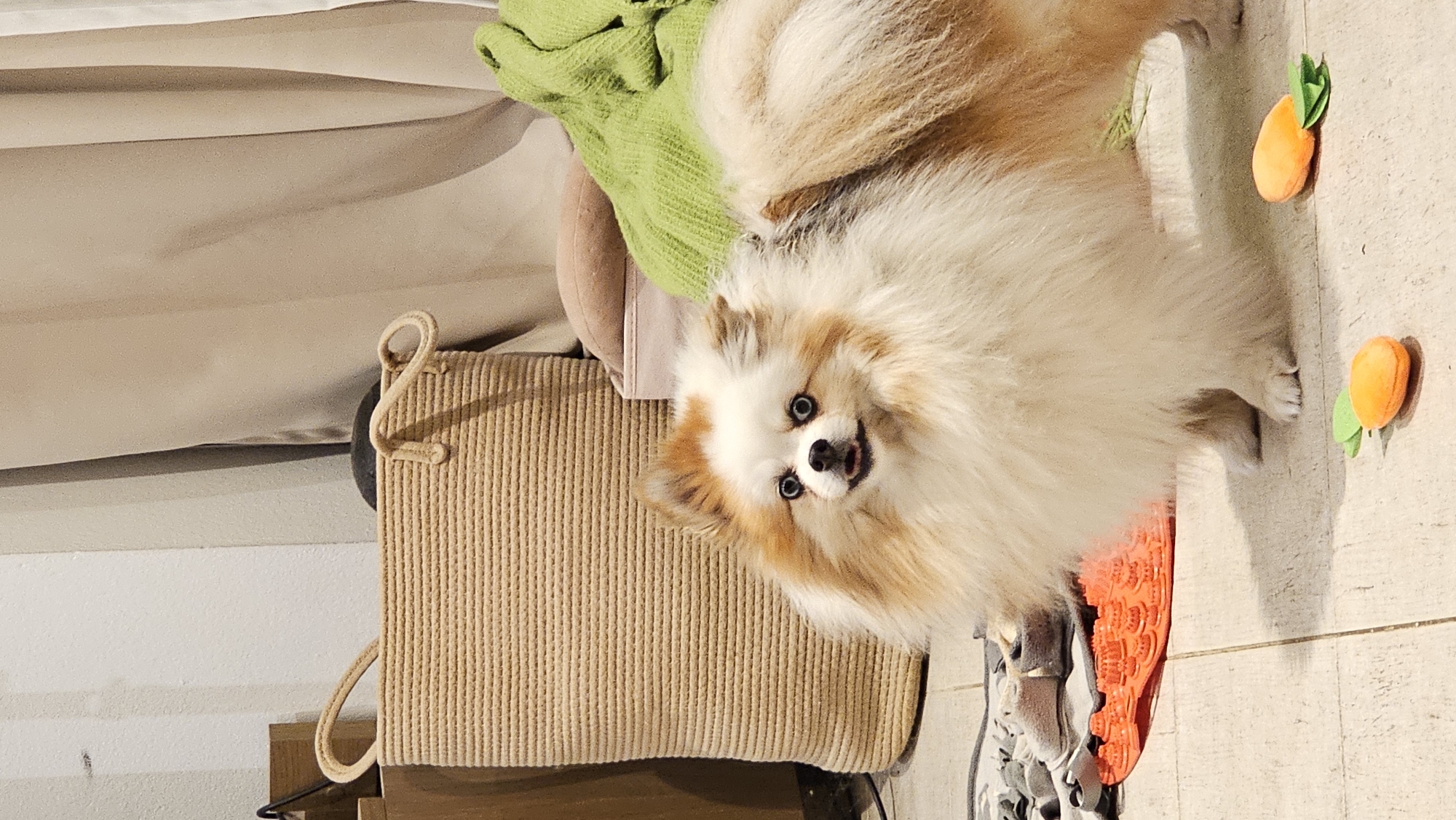 A Pomeranian dog with white and tan fur is standing on a tiled floor in front of a large woven basket. The dog's mouth is slightly open, and it is looking directly at the camera with bright blue eyes. Behind the dog and basket, a beige curtain hangs, and to the right, a green blanket is draped over something. In the foreground, near the dog's paws, are two small toy carrots. An orange acupressure mat is also visible on the floor to the left of the dog. The background is out of focus, but it appears to be an indoor setting with some furniture. The lighting is soft and even, suggesting it is daytime. This scene does not provide any specific clues to its location in Baan Chaweng, Thailand, as there are no identifiable landmarks or cultural elements present.