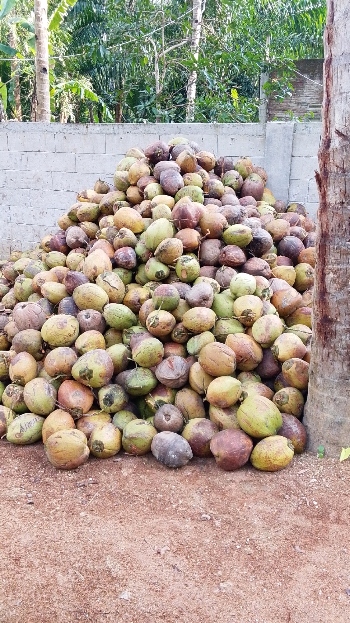 The image depicts a large pile of coconuts in the city of Parakanmanggu, Indonesia. The coconuts are of various sizes and colors, ranging from green to brown, and some appear to be partially dried. They are heaped on the ground in front of a grey, textured wall, likely made of concrete blocks. Behind the wall, lush green foliage and trees are visible, suggesting an outdoor environment. To the right of the pile, a portion of a rough, textured tree trunk, possibly a coconut palm, is present. The ground beneath the coconuts is composed of reddish-brown soil with small pebbles and debris. The scene appears to be a storage or gathering point for harvested coconuts, possibly at a farm or market. There are no people visible in the image, and the focus is solely on the coconuts and their immediate surroundings.