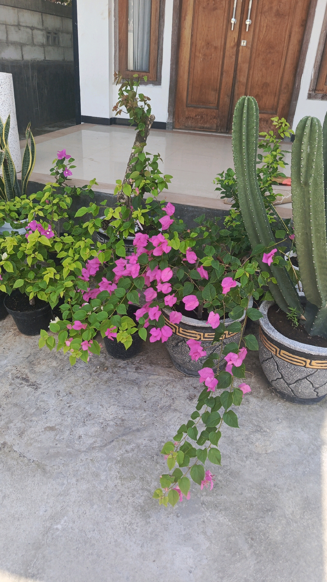 A close-up shot shows potted plants and a portion of a house in Kertosari, Indonesia. The foreground is dominated by a concrete ground with several potted plants. To the left, a snake plant in a black pot is visible. Next to it, a bougainvillea plant with vibrant pink flowers and green leaves is planted in a black pot. Further to the right, another bougainvillea plant, also with pink flowers, is in a decorative gray pot with a gold trim. Behind these, two tall, green cacti stand in large gray pots. The background reveals the facade of a house with a white wall, a wooden door, and a wooden-framed window. A small tree with green leaves and pink blossoms stands near the house entrance. The overall scene depicts a well-maintained outdoor area in front of a residential building.