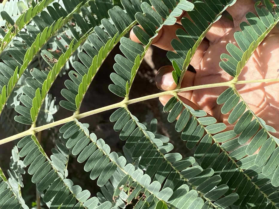 An overhead view captures a human hand holding a plant branch in the city of Rido, Nigeria. The branch, likely from a Mimosa or similar species, displays multiple secondary stems covered with numerous small, obovate green leaves arranged in a pinnate pattern. The leaves are predominantly a medium to light green, with some exhibiting brighter highlights and distinct shadows cast upon adjacent leaves and the hand by direct sunlight. Minor insect damage or small perforations are visible on some leaf surfaces. The hand, with light brown skin, is positioned in the lower right quadrant, appearing to support the main stem from beneath, with fingers partially curled. The background is dark and out of focus, providing no discernible environmental details.