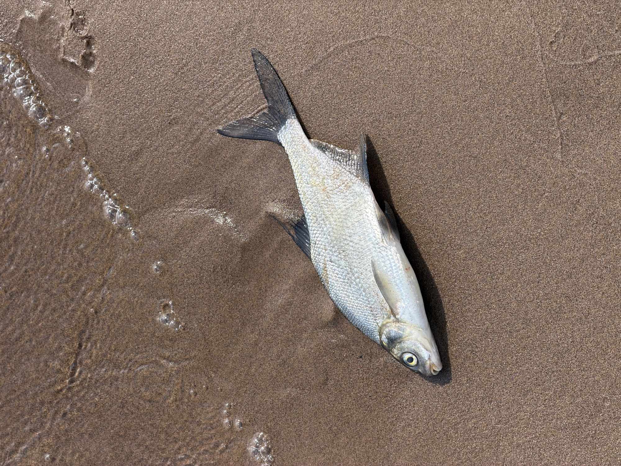 The image shows a dead fish lying on a sandy beach. The fish is silver with dark fins and a prominent eye. Gentle waves lap at the shore, creating small bubbles around the fish. The sand is damp and shows subtle ripple marks from the water. The scene appears to be a natural coastal environment, devoid of any visible signs of human activity or structures. There is no specific indication of the location within Noviy, Russia, beyond it being a beach.