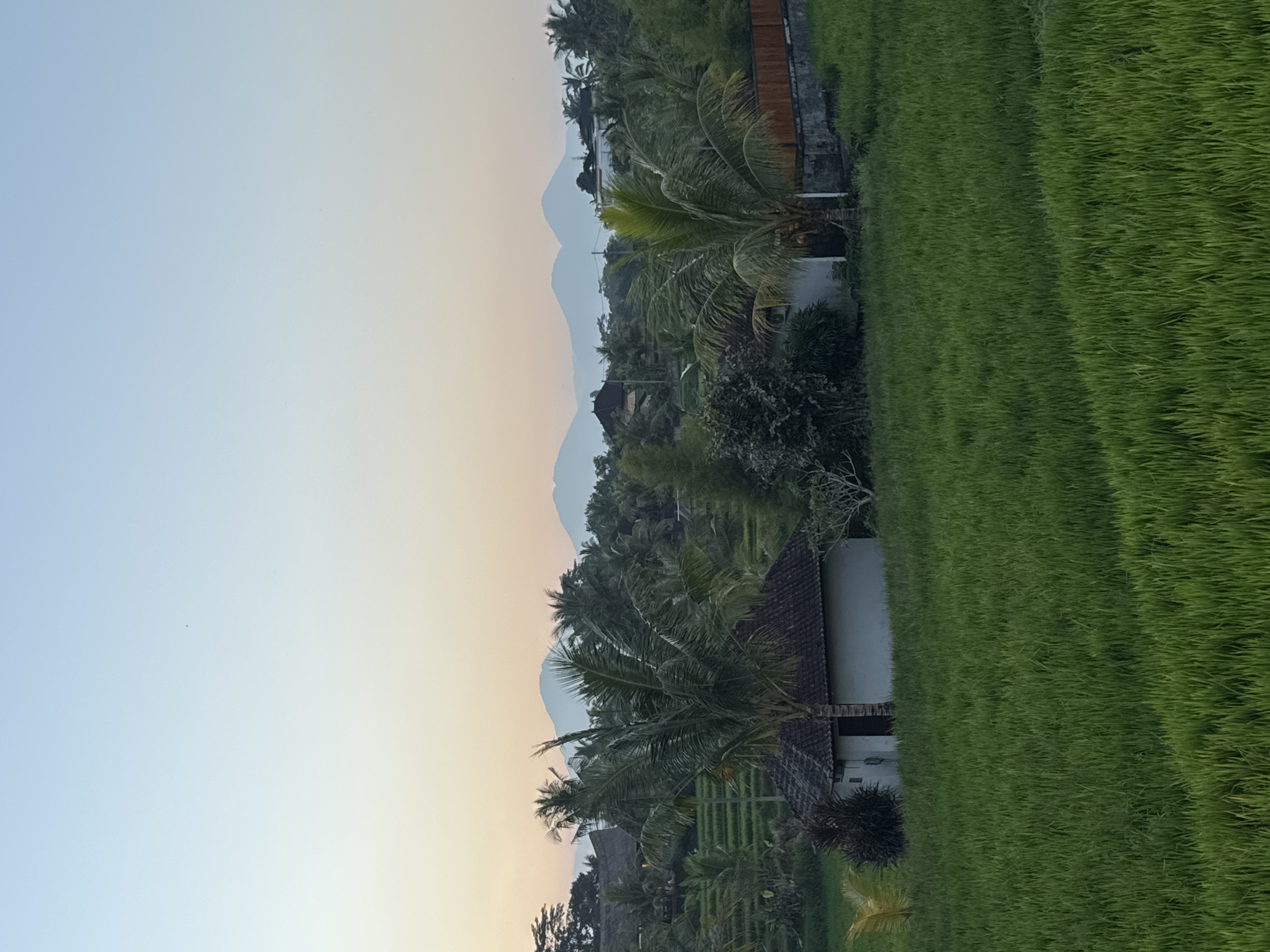 This is a landscape photograph taken in Tegallalang, Indonesia, depicting a serene rural scene at what appears to be either sunrise or sunset. The foreground is dominated by lush, vibrant green rice paddies, meticulously terraced and filled with water, reflecting the soft light of the sky. In the midground, two modest, traditional Balinese-style houses with dark tiled roofs are nestled amongst dense tropical foliage, primarily palm trees. One house is to the left, partially obscured by a large palm tree, and the other is to the right, closer to a wooden fence. The vegetation is thick and varied, with different shades of green and the distinctive fronds of palm trees reaching towards the sky. In the background, a range of hazy, blue mountains is visible against a pale gradient sky that transitions from a soft yellow-orange near the horizon to a light blue at the top. The overall atmosphere is tranquil and picturesque, showcasing the iconic Tegallalang rice terraces and the natural beauty of the region. There are no people or animals visible in the image.