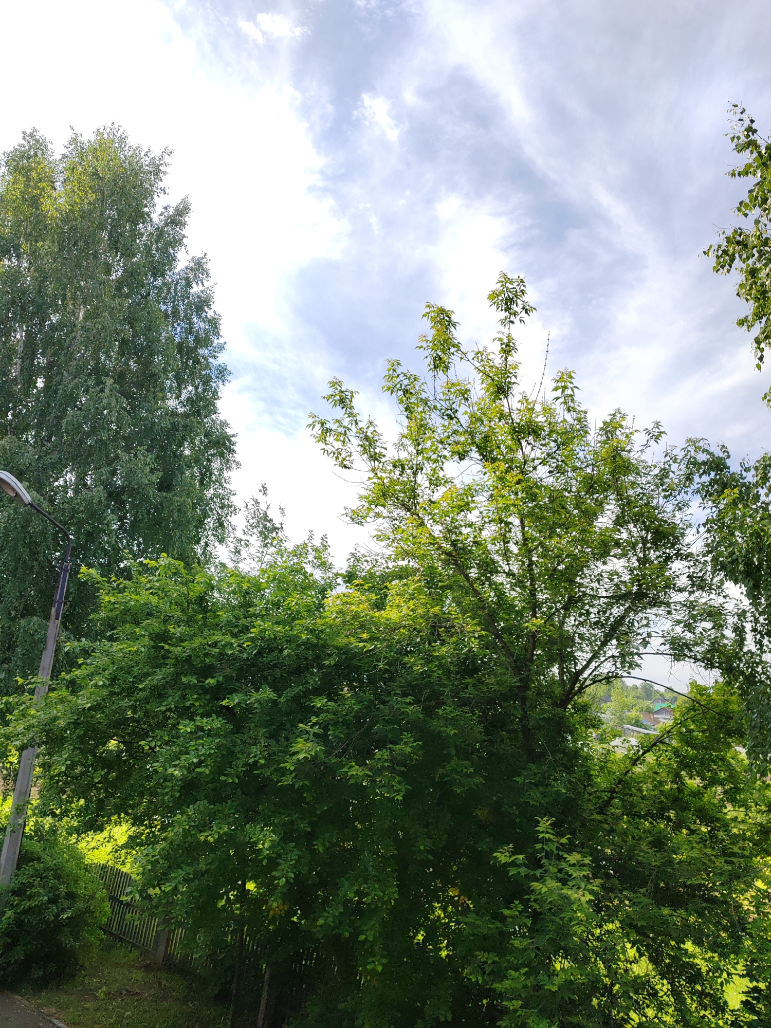 This vertical outdoor shot captures a vibrant green landscape under a bright, partially cloudy sky. The dominant features are dense foliage and tall trees, occupying the majority of the frame.
On the left, a large, leafy tree with a slender trunk, possibly a birch, extends upwards, its green canopy reaching towards the top of the image. To its right, another tree with a fuller, more rounded crown and lighter green leaves fills the center. Smaller trees and bushes create a thick layer of greenery across the midground and foreground, especially on the left and right sides.
A dark street light or lamppost is visible on the far left, extending upwards from the lower left corner, partially obscured by the surrounding leaves. In the lower-left quadrant, a weathered wooden fence can be seen through the foliage, suggesting a boundary or property line. Through gaps in the distant trees on the right side, the roofs of several houses or buildings with varying colors (green, white) are faintly visible, indicating a settlement beyond the immediate greenery.
The sky is bright and scattered with wispy, white clouds, suggesting it is daytime. The light appears to be ample, illuminating the leaves and creating variations in brightness and shadow within the foliage. There are no people visible, and no specific activity or event is taking place, presenting a serene, static view of a natural, possibly suburban or semi-rural environment. No visible text is present in the image.
