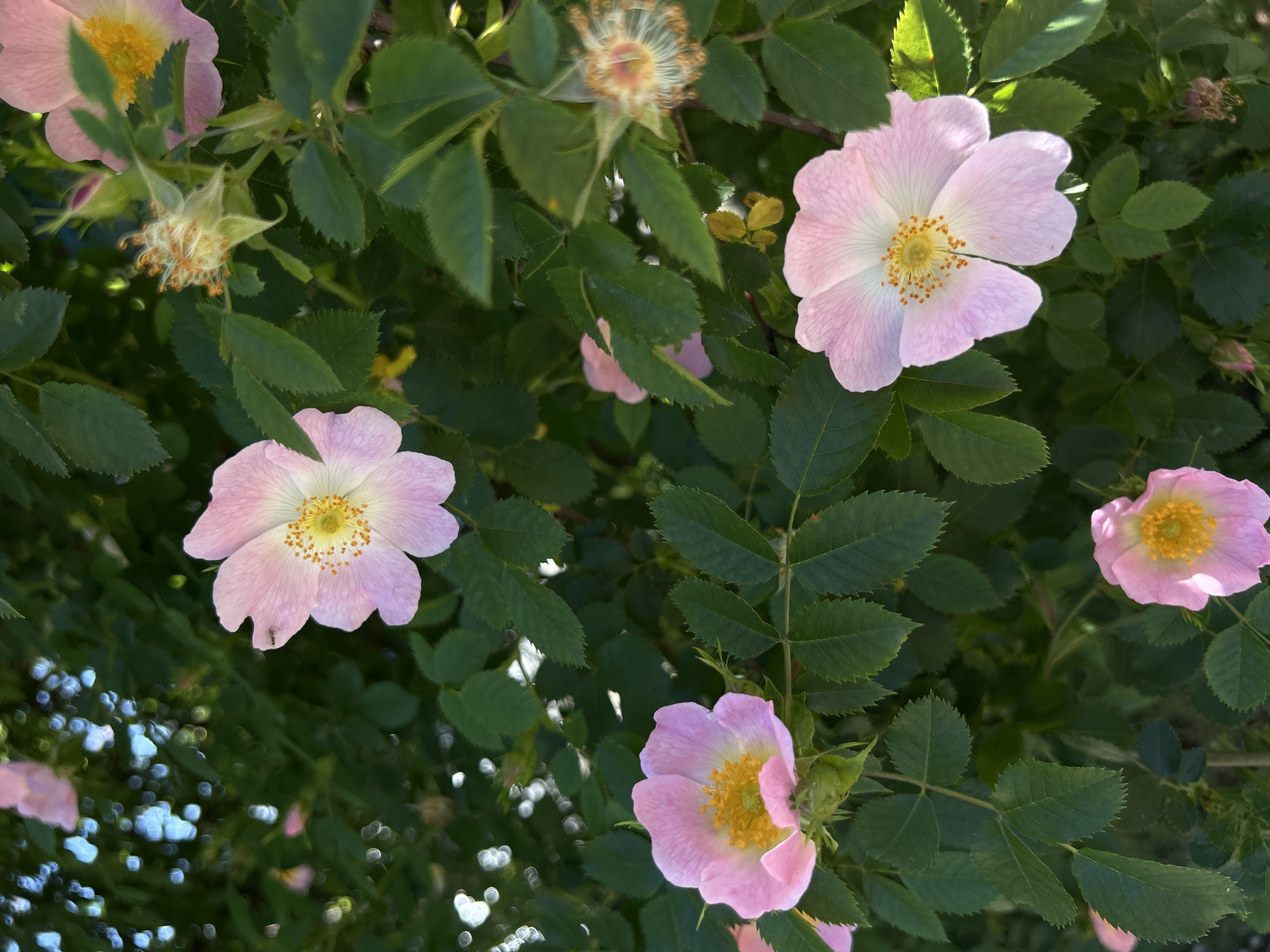 The image shows a cluster of wild rose (Rosa) flowers in various stages of bloom amidst dense green foliage. The flowers are predominantly pale pink, with a white center and a bright yellow cluster of stamens. Some of the flowers are fully open, while others are still in bud or have already gone to seed, as evidenced by the dried seed heads visible among the leaves. The leaves are dark green, serrated, and appear to be compound. The background is blurred, suggesting a natural environment, possibly a garden or park. No people or specific location details are evident from the image.