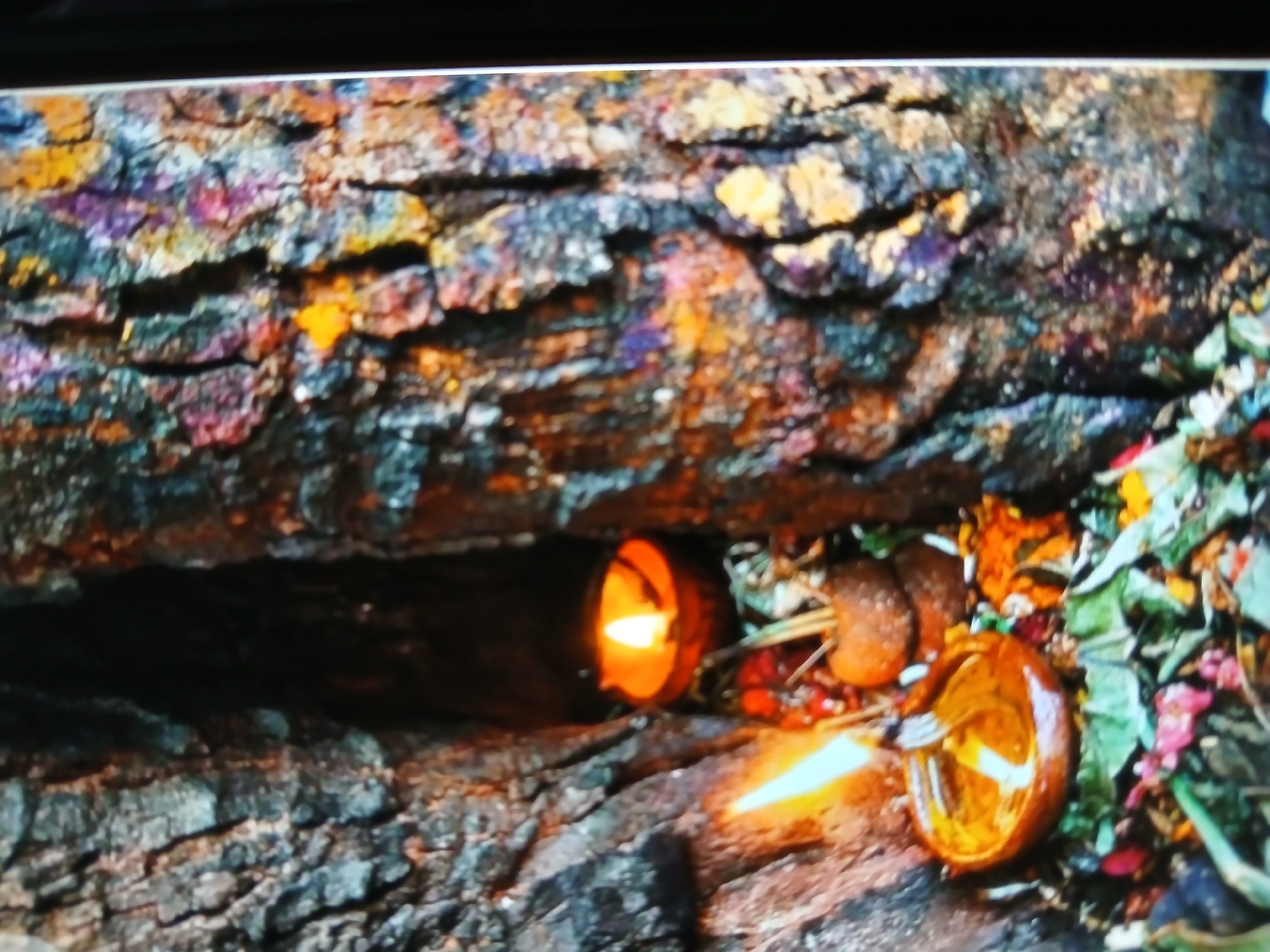 The image depicts a scene in Bengaluru, India, featuring two small coconut shell lamps nestled amongst the roots of a tree. The lamps are lit, casting a warm glow on the surrounding area. Dried leaves and flower petals are scattered around the base of the tree. The tree's bark is rugged and textured.