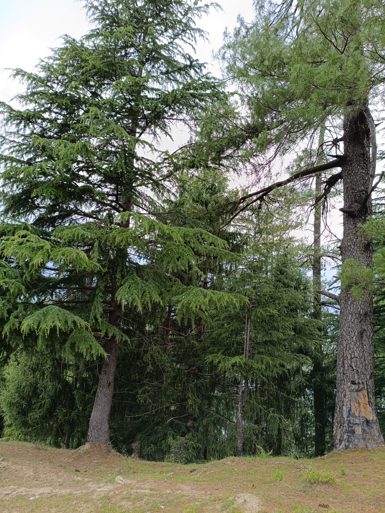 A medium shot captures a dense coniferous forest in Chhaki, India, under an overcast sky. In the foreground, a patch of dry, brown earth is visible, sparsely dotted with a few green shoots and pinecones. A prominent, large evergreen tree with rough, dark bark stands on the right side of the frame, its branches extending towards the center. To its left, another large evergreen tree with lighter green foliage dominates the left half of the image. Behind these trees, a thick expanse of green foliage creates a layered effect, with varying shades of green and textures of needles. The background is filled with more trees, creating a sense of depth and density within the forest. The overall impression is one of natural, untamed wilderness.