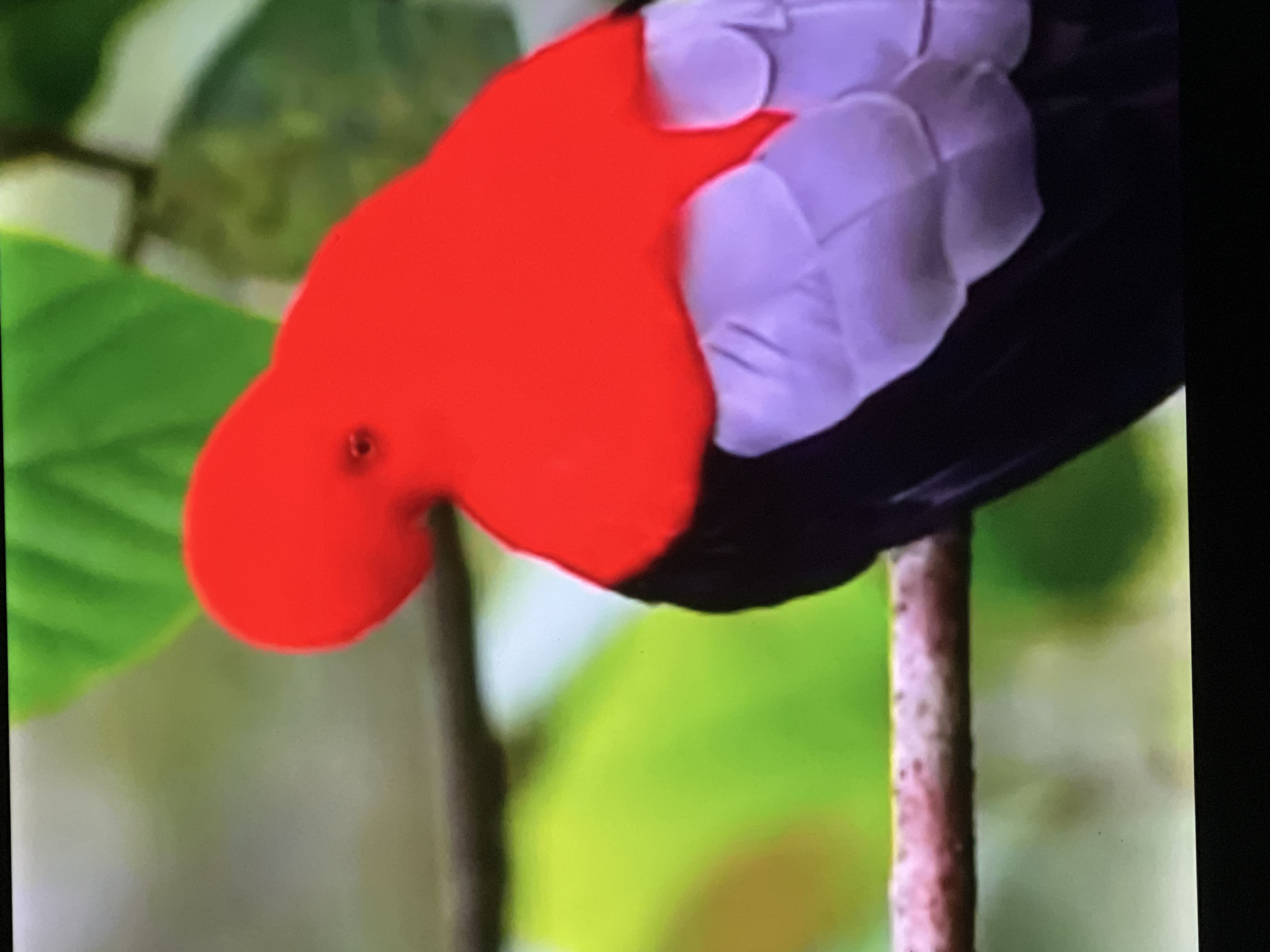 The image shows a close-up of a bird with a bright red head and chest, and a black body with light purple or grey feathers on its back. The bird is perched on a branch, and the background is blurred green foliage. The image is a still from a video, evidenced by the dark bottom edge that appears to be part of a screen or monitor. The image does not depict any part of the city of Casablanca, Morocco.