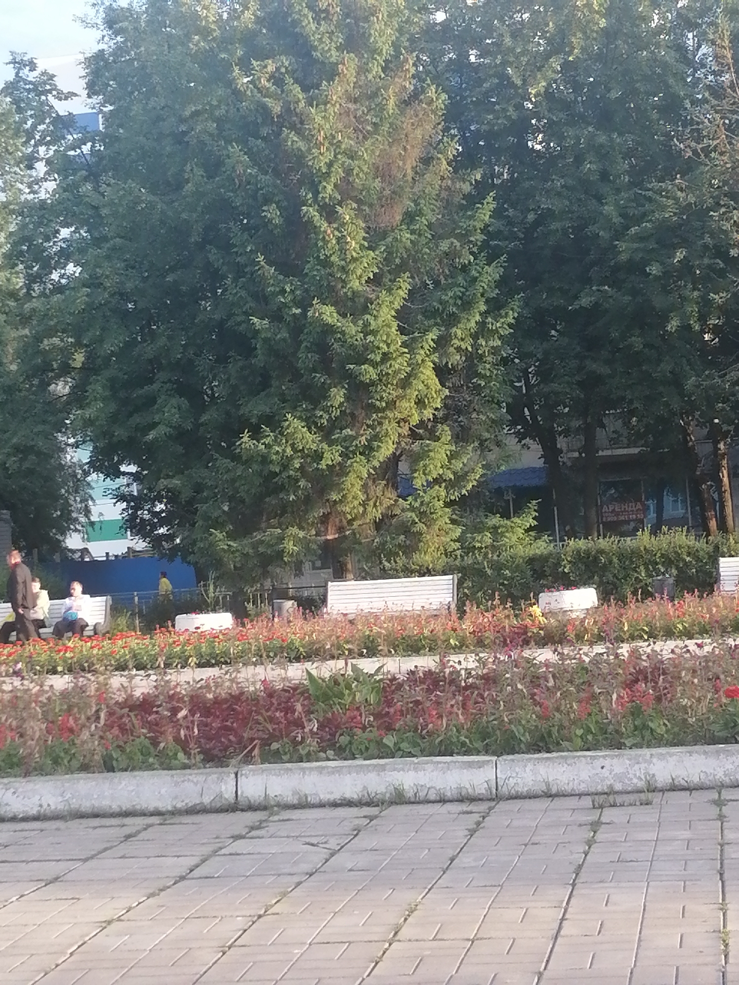 The image shows a street scene in Ulyanovsk, Russia, likely in a park or public square. In the foreground, a paved area with square tiles leads to a raised flower bed filled with red and purplish flowers. Behind the flower bed, several white park benches are visible, some with people sitting on them. To the left, a man in a dark jacket and pants is walking, while a woman in a light-colored top and pants is seated on a bench. Further back, trees with dense green foliage dominate the scene. A building with windows and a blue section is visible behind the trees. On the right side of the building, a sign with Cyrillic text, including "АРЕНДА" (rent), is displayed. The overall environment appears to be an outdoor public space, with elements of nature and urban infrastructure.