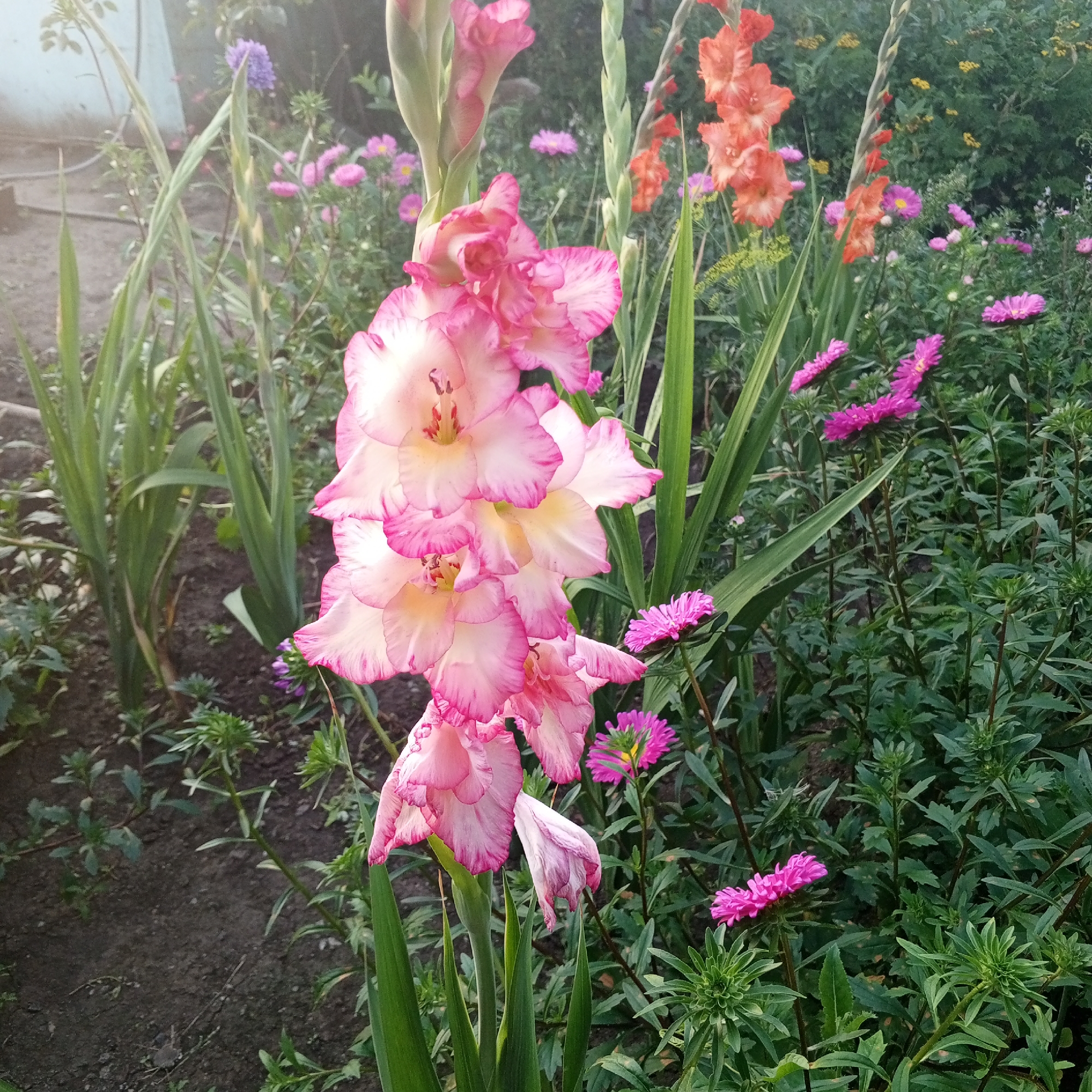 A close-up, eye-level shot captures a cluster of pink and white gladiolus flowers in full bloom. The gladioli are the focal point, with their ruffled petals edged in a vibrant pink. Behind them, a garden scene unfolds with a variety of other flowers and foliage. Orange gladioli are visible in the mid-ground to the right, and smaller pink asters are scattered throughout the scene. The background is filled with lush green leaves and stems, creating a dense, natural setting. The ground appears to be dark soil with some scattered plant debris. The lighting suggests it is daytime, with soft sunlight illuminating the flowers. This image was taken in a garden in Sayanogorsk, Russia.