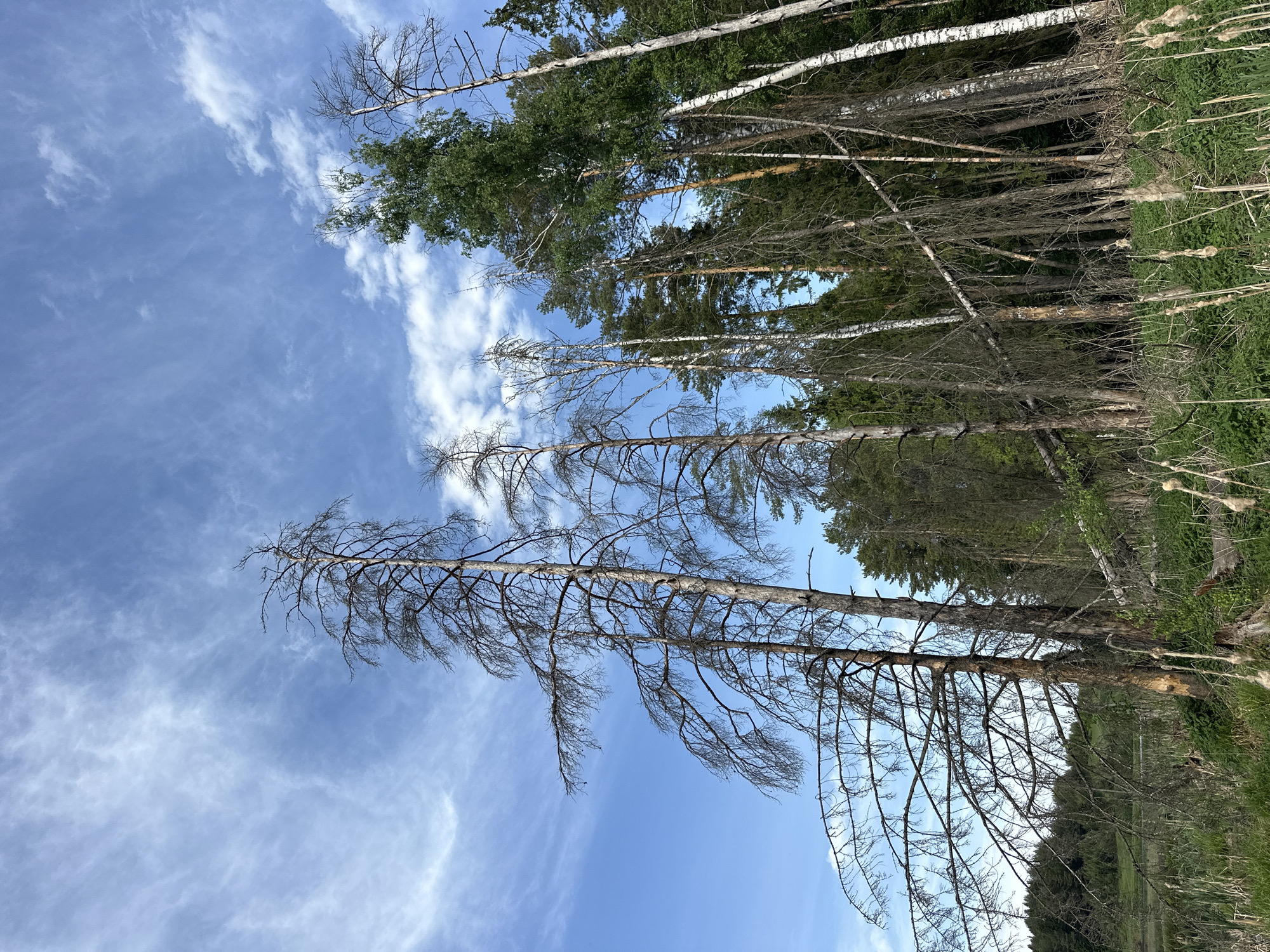 The image depicts a forest scene, likely in Bormist, Russia, given the prompt. The perspective is looking upwards through the trees towards the sky. Several trees are visible, some with green foliage indicating they are alive, and others are bare and appear dead or dying. The sky is blue with wispy clouds. The foreground shows green vegetation along the ground. There are no people visible in the image.